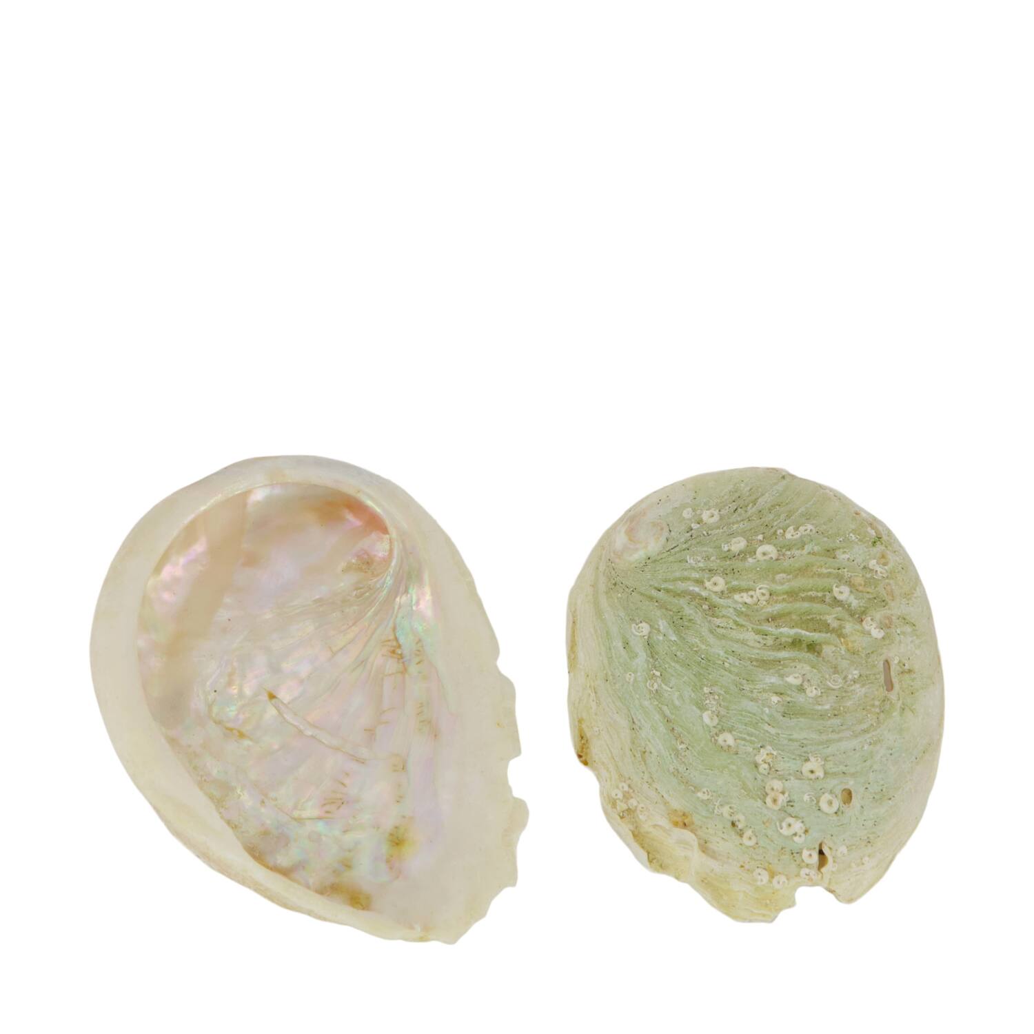 Shell abalone mini nature 21x10x3cm 200gr - Cream
