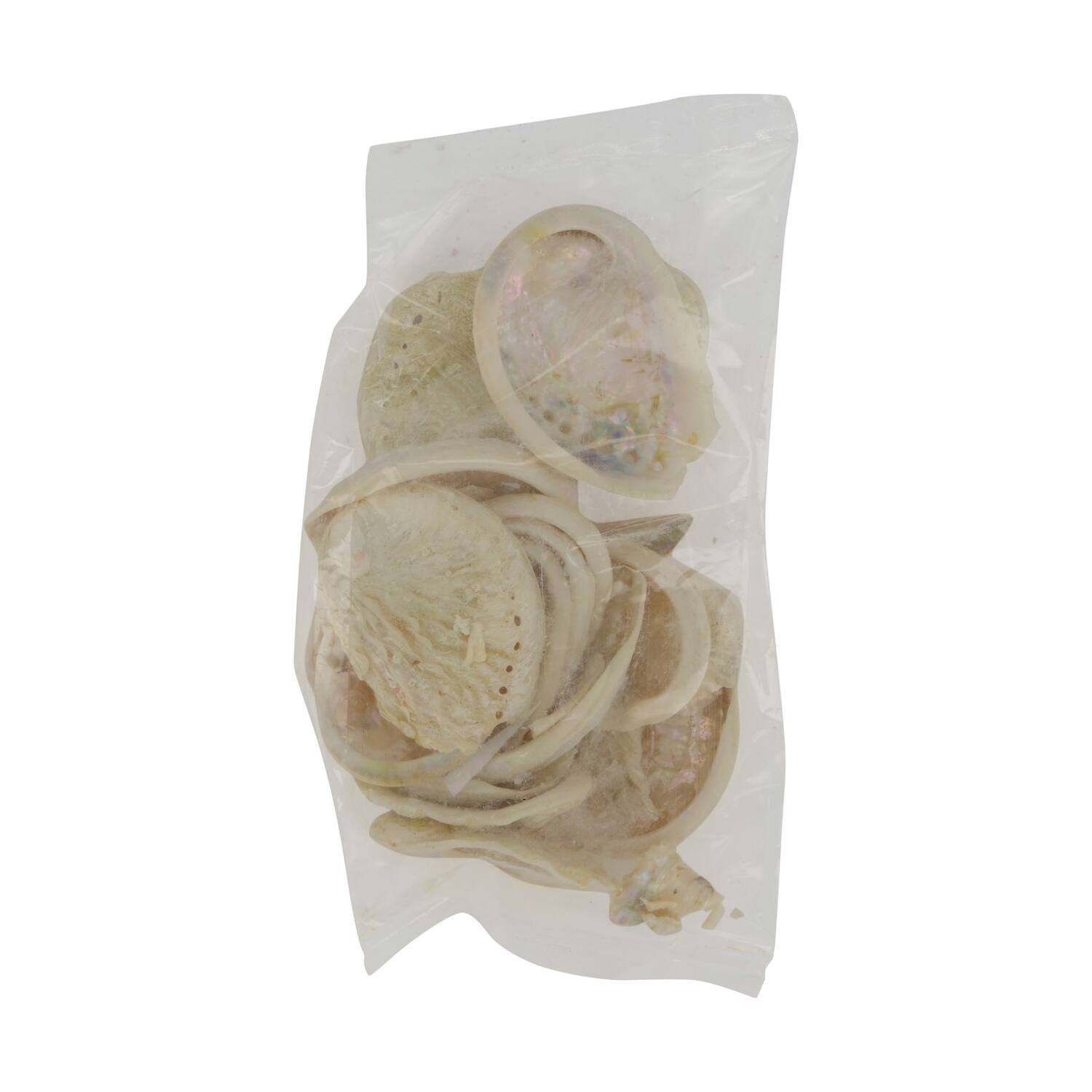 Shell abalone mini nature 21x10x3cm 200gr - Cream