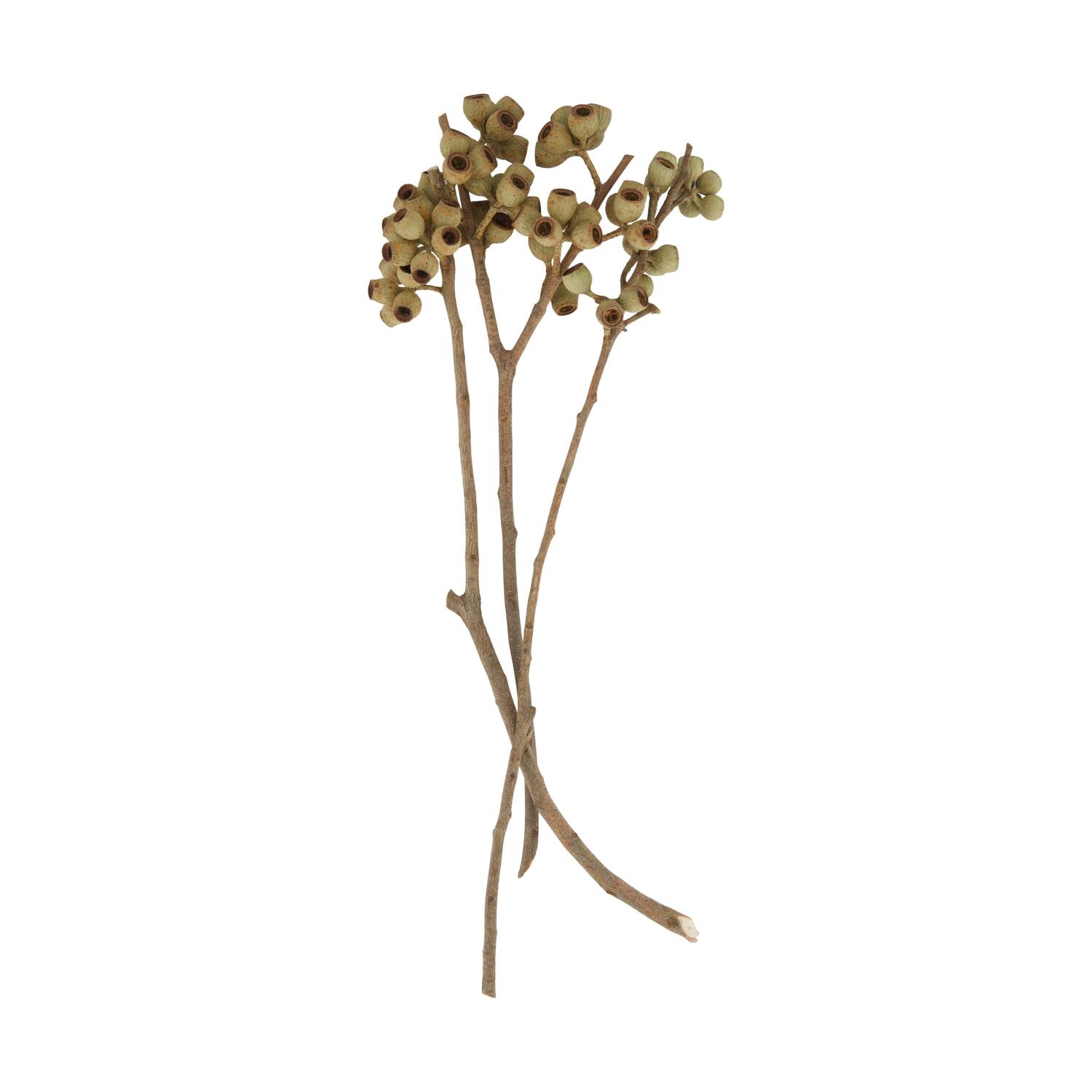 Branch ambernut nature 35x10x6cm