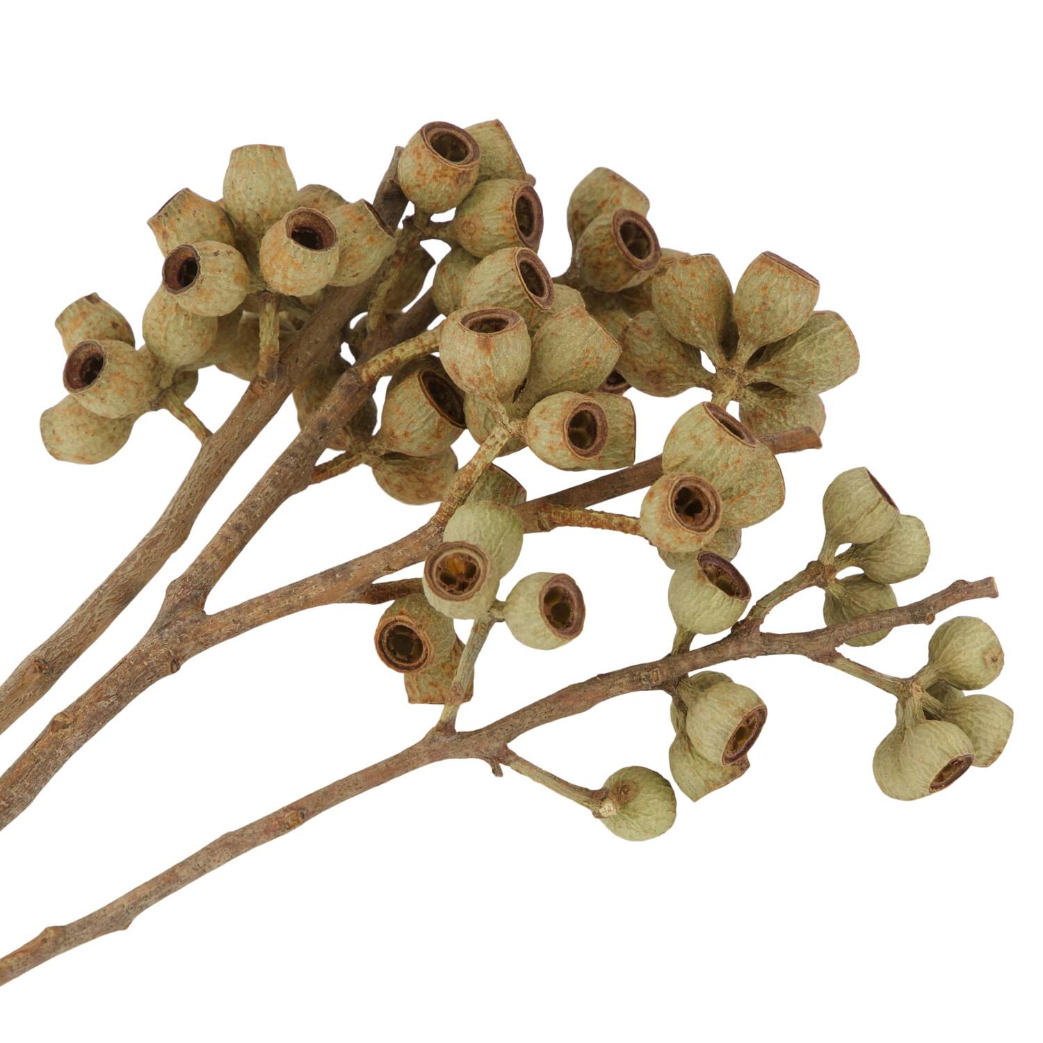 Branch ambernut nature 35x10x6cm