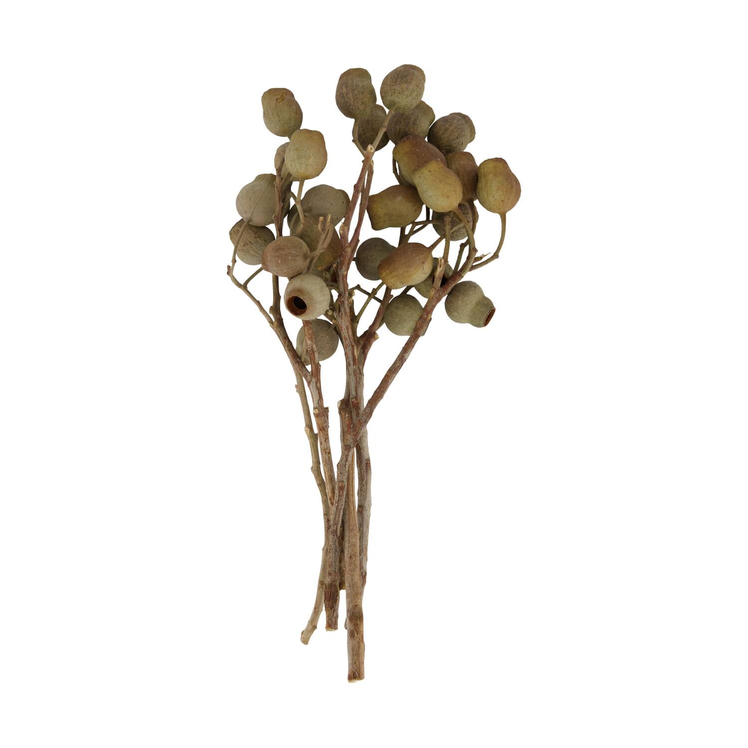 Branch bellgums nature 35x25x12cm - Natural