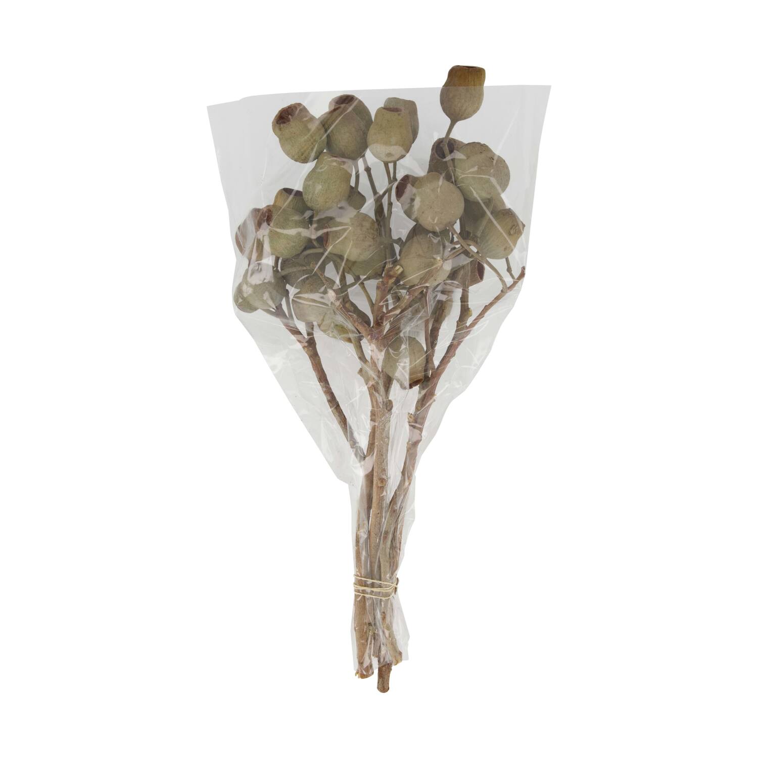 Branch bellgums nature 35x25x12cm - Natural