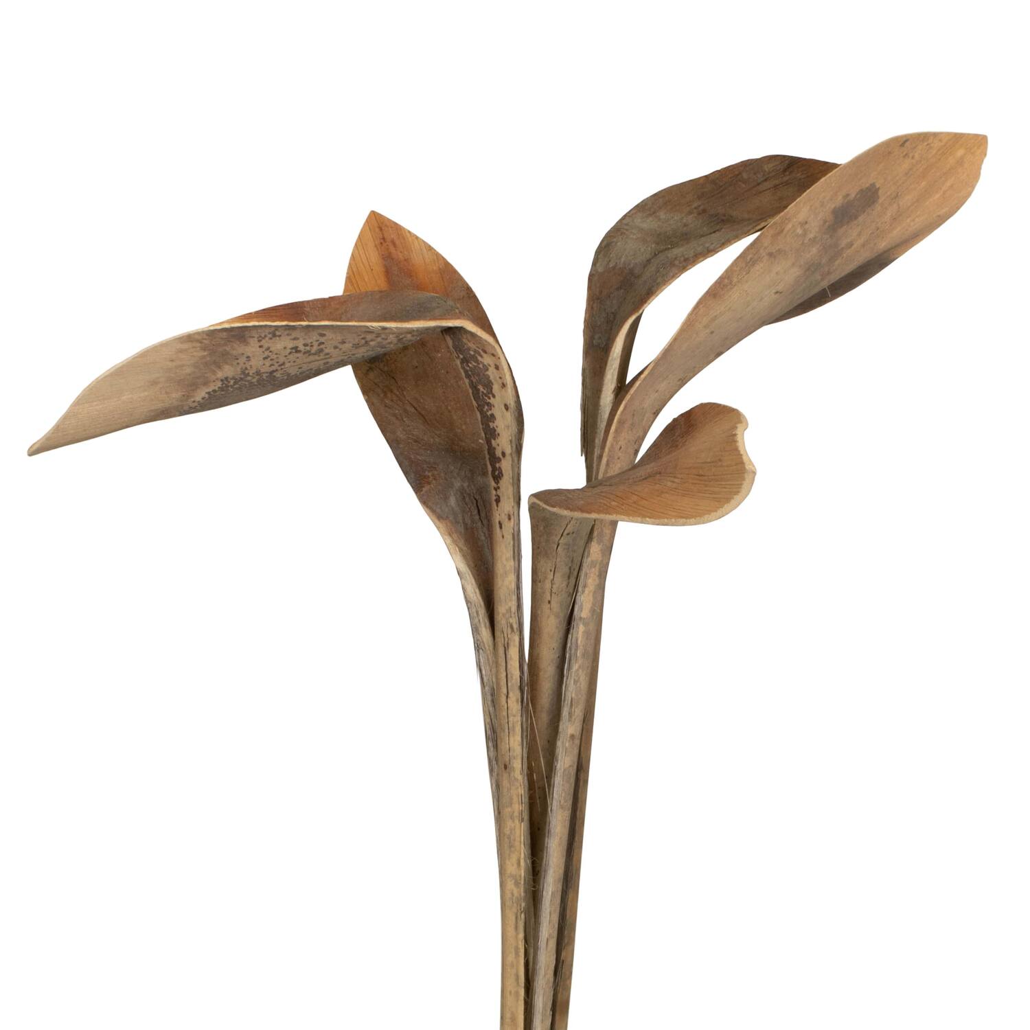 Branch shoe horn nature 67x20x8cm 5pc