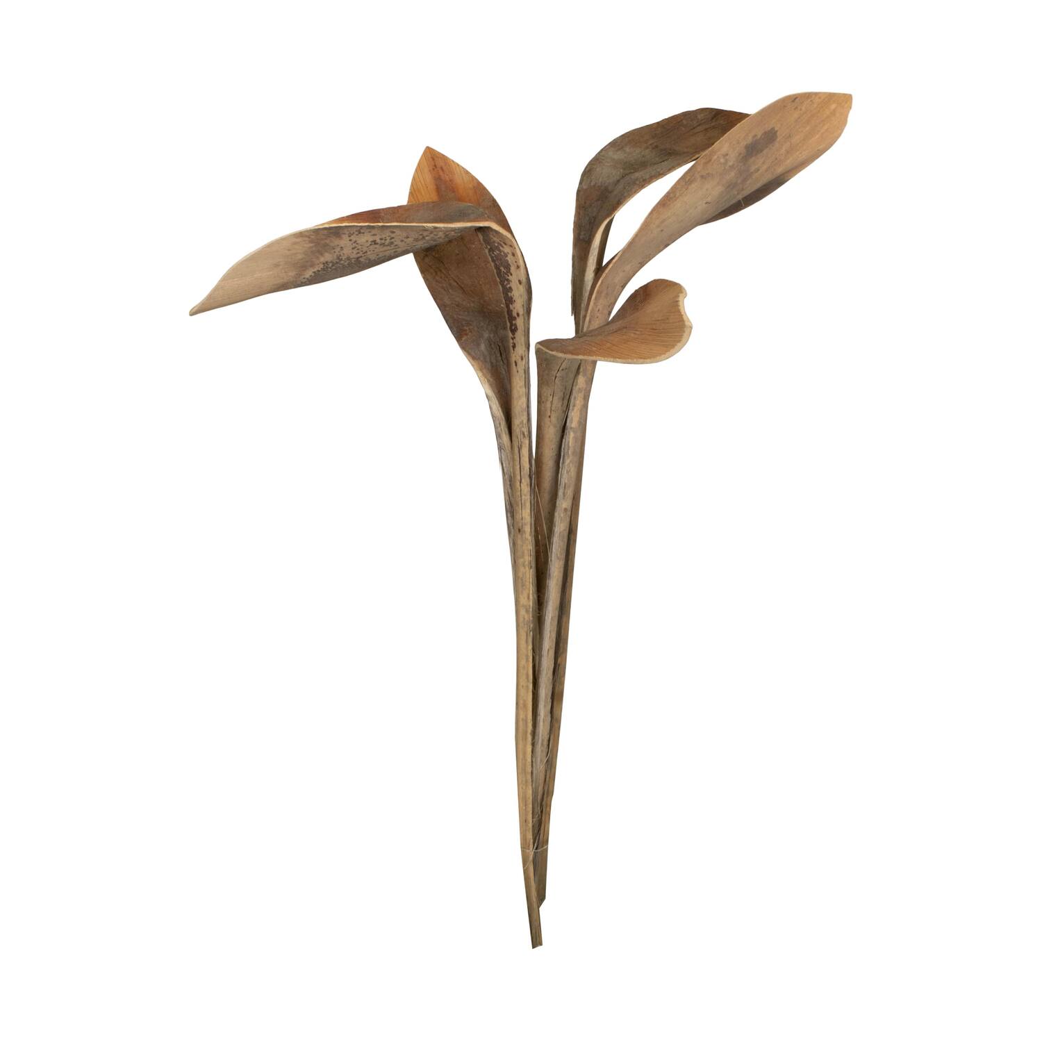 Branch shoe horn nature 67x20x8cm 5pc
