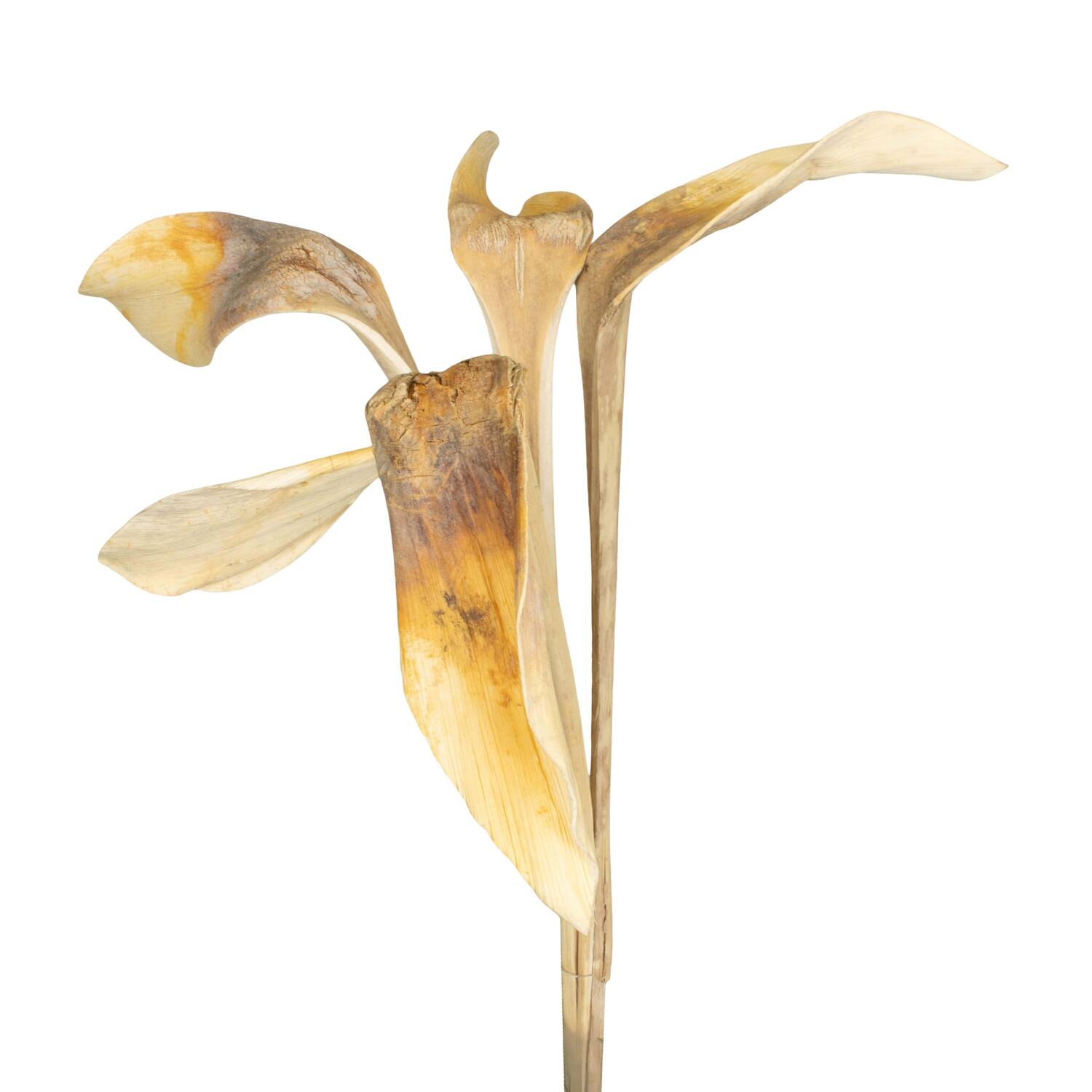 Branch shoe horn nature 67x20x8cm 5pc - Cream