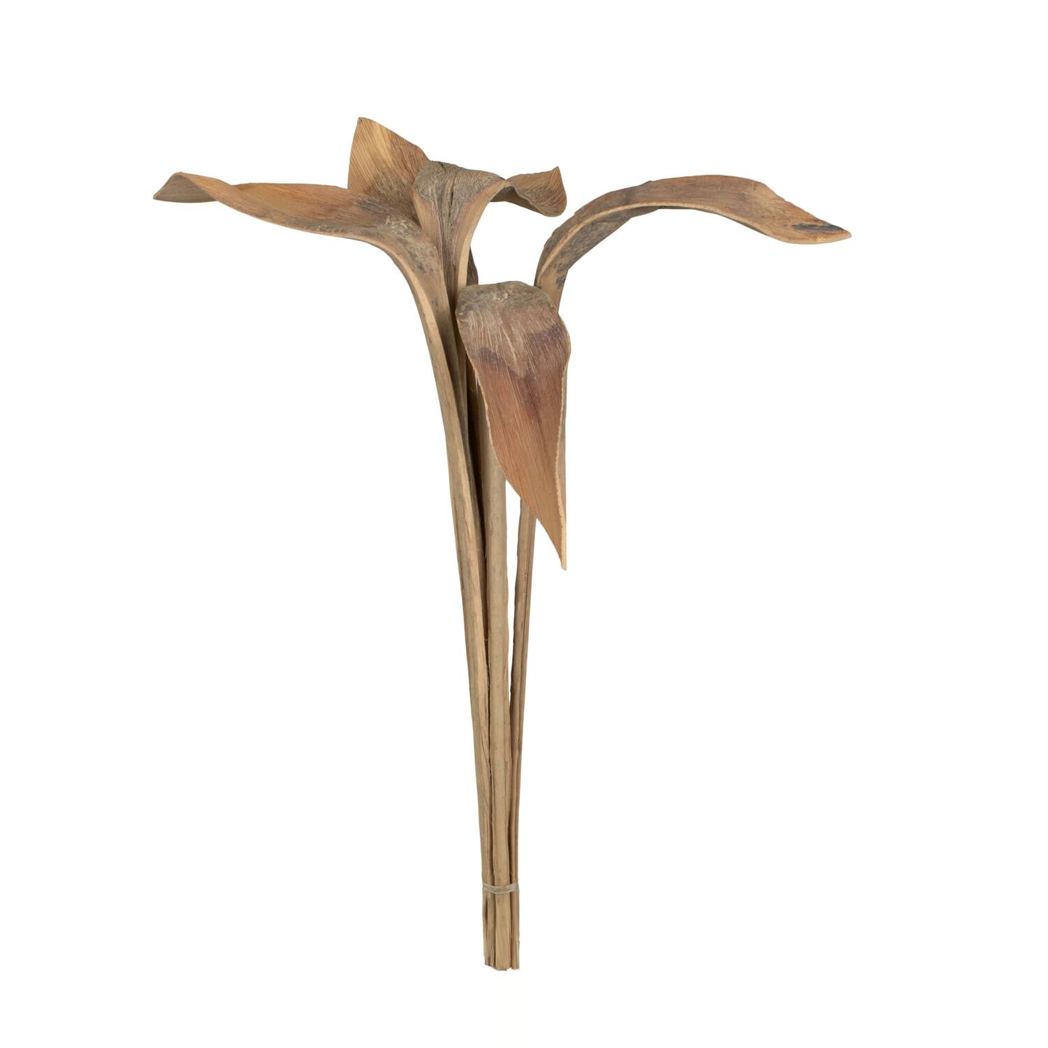 Branch shoe horn nature 74x20x10cm 5pc - Cream