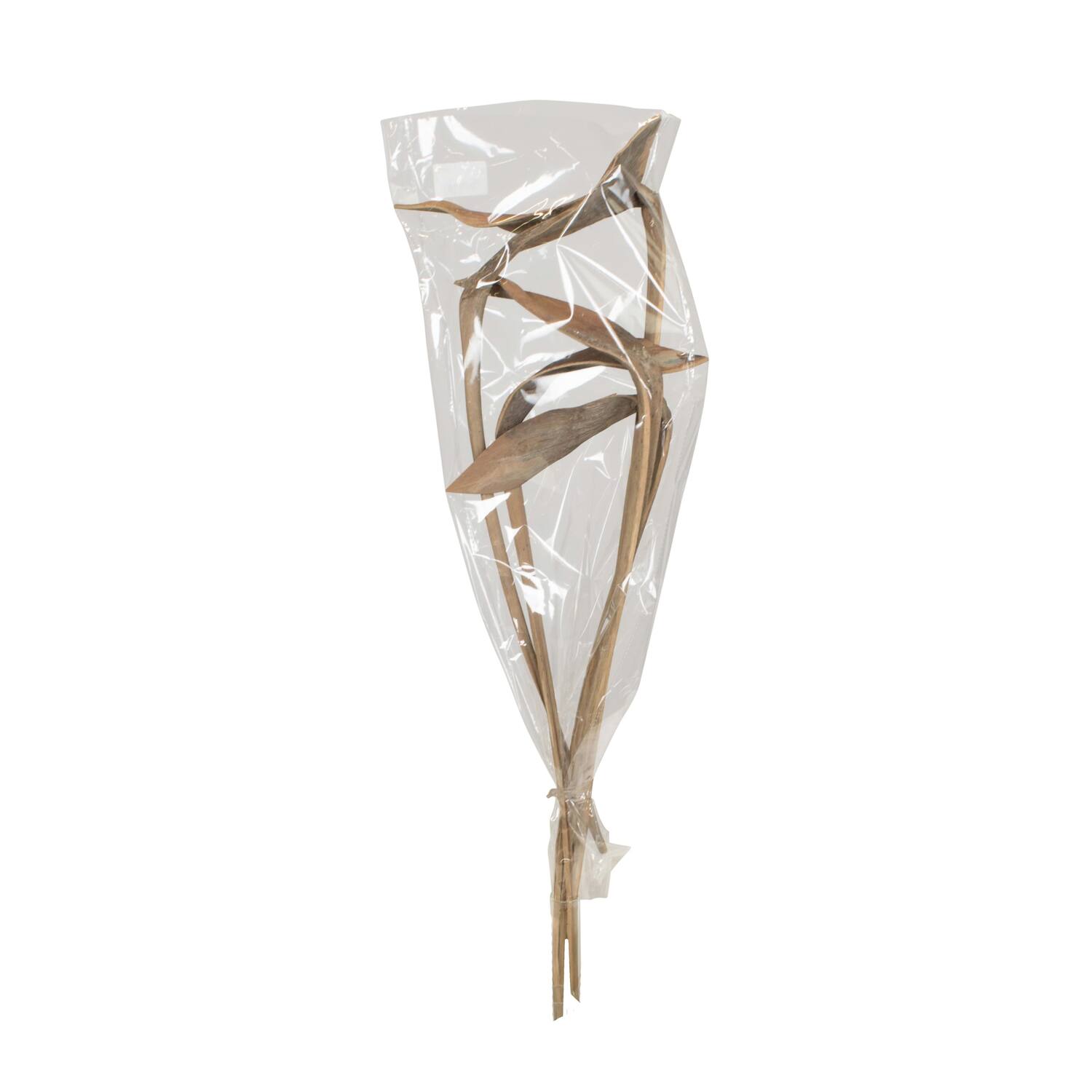 Branch shoe horn nature 74x20x10cm 5pc - Cream