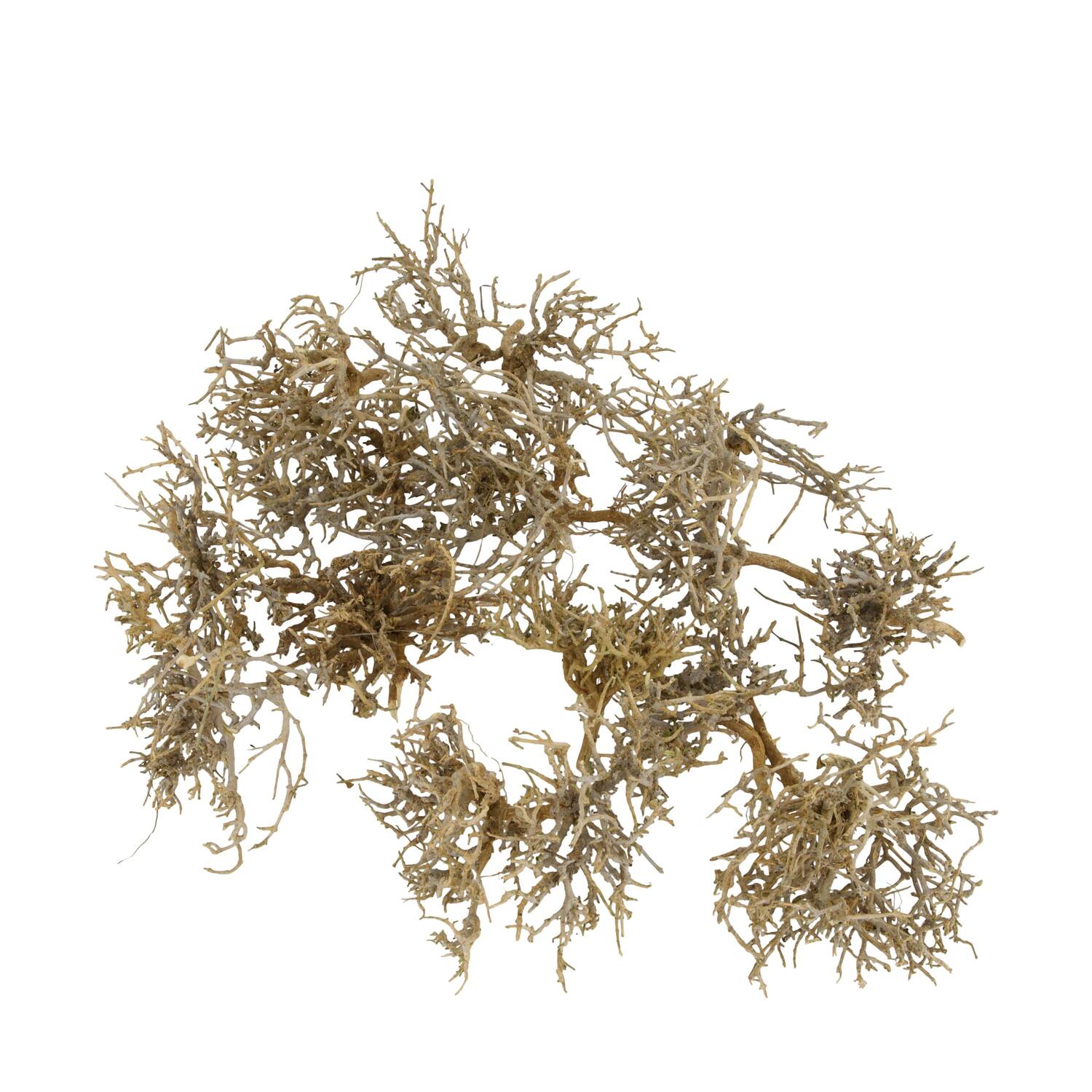 Tree dry small in tray nature 38x18x7.5cm 15pc - Natural