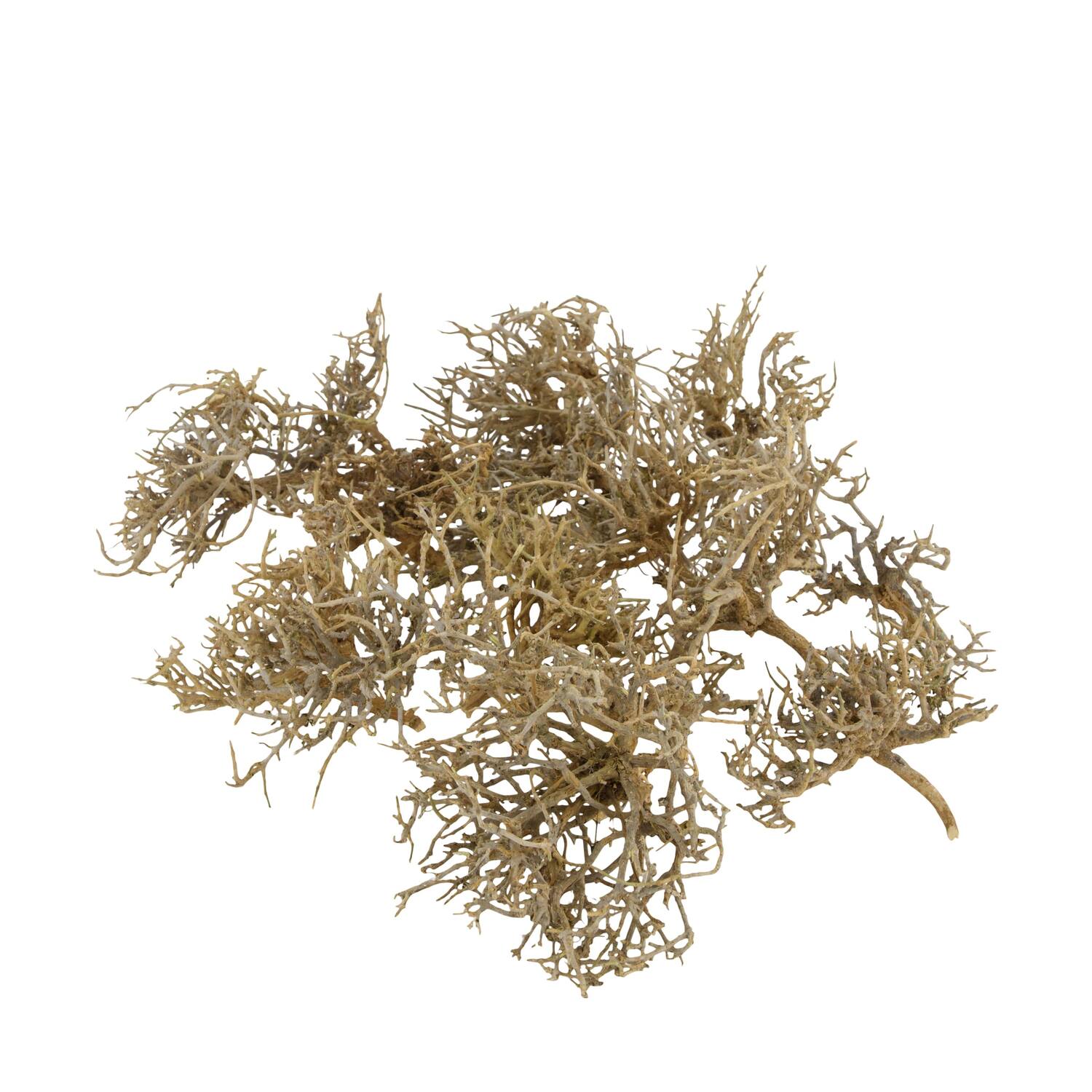 Tree dry small in tray nature 38x18x7.5cm 15pc - Natural