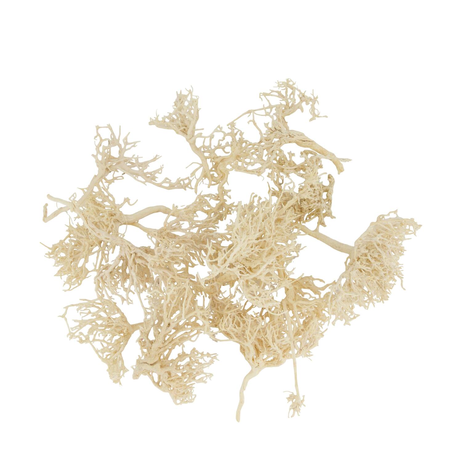 Tree dry small in tray nature 38x18x7.5cm 15pc