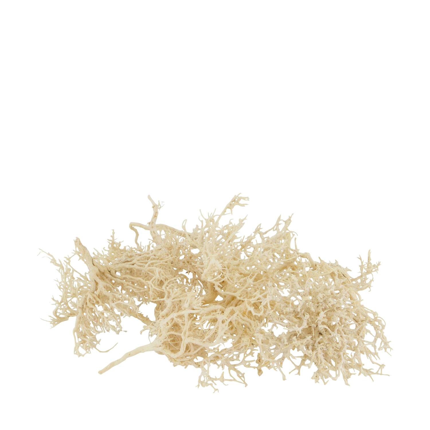 Tree dry small in tray nature 38x18x7.5cm 15pc