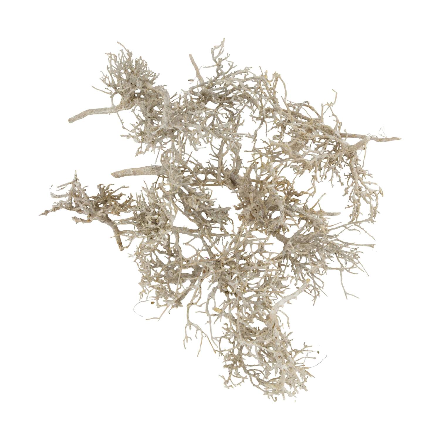 Tree dry small in tray nature 38x18x7.5cm 15pc