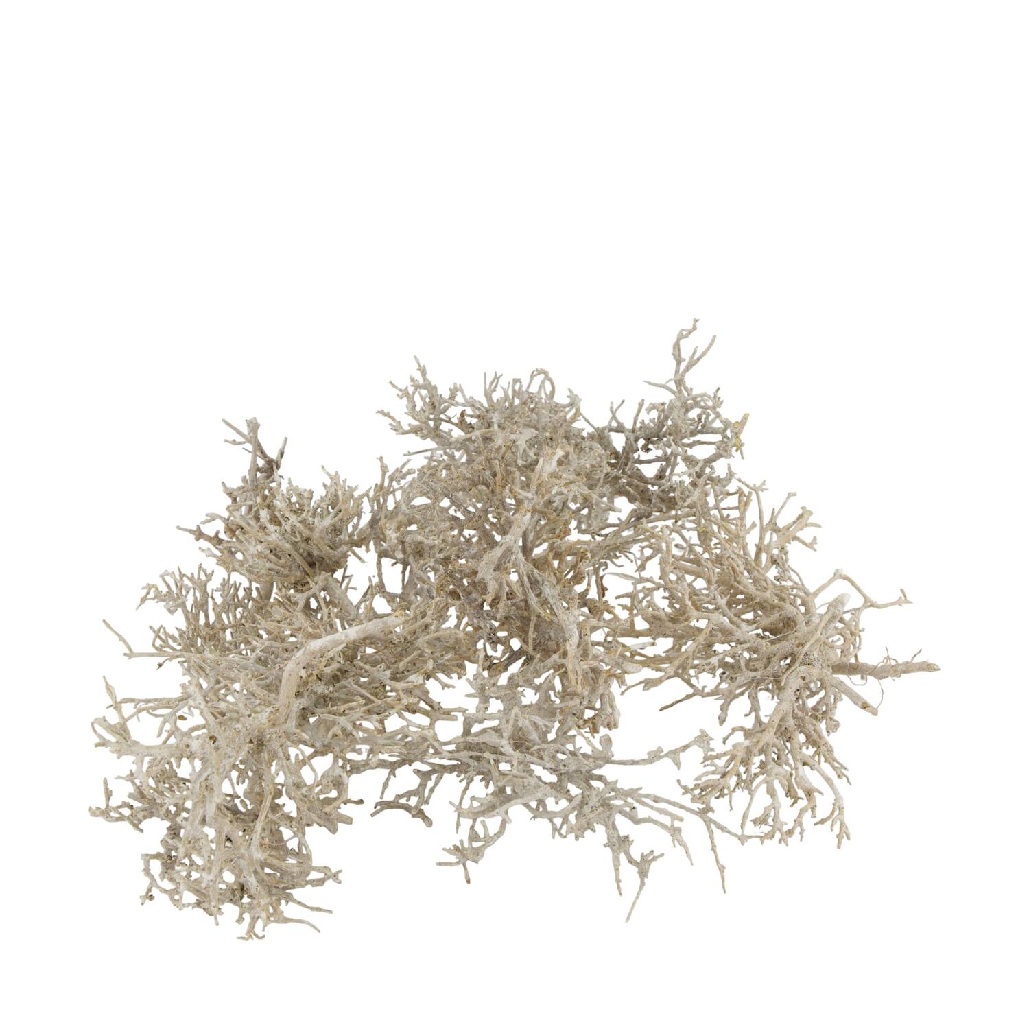 Tree dry small in tray nature 38x18x7.5cm 15pc