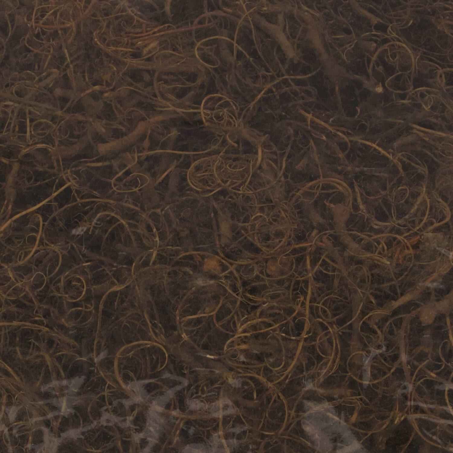 Moss curly 500gr nature 40x29x10cm - Natural