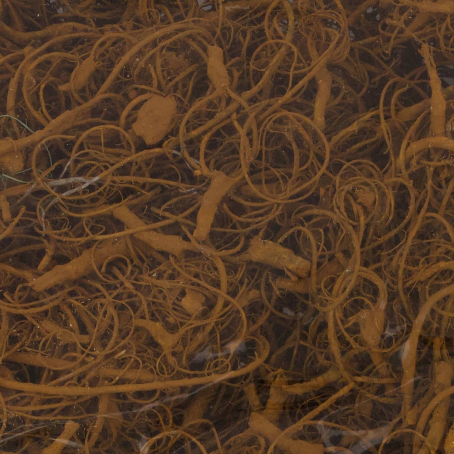 Moss curly 500gr nature 40x29x10cm - Orange