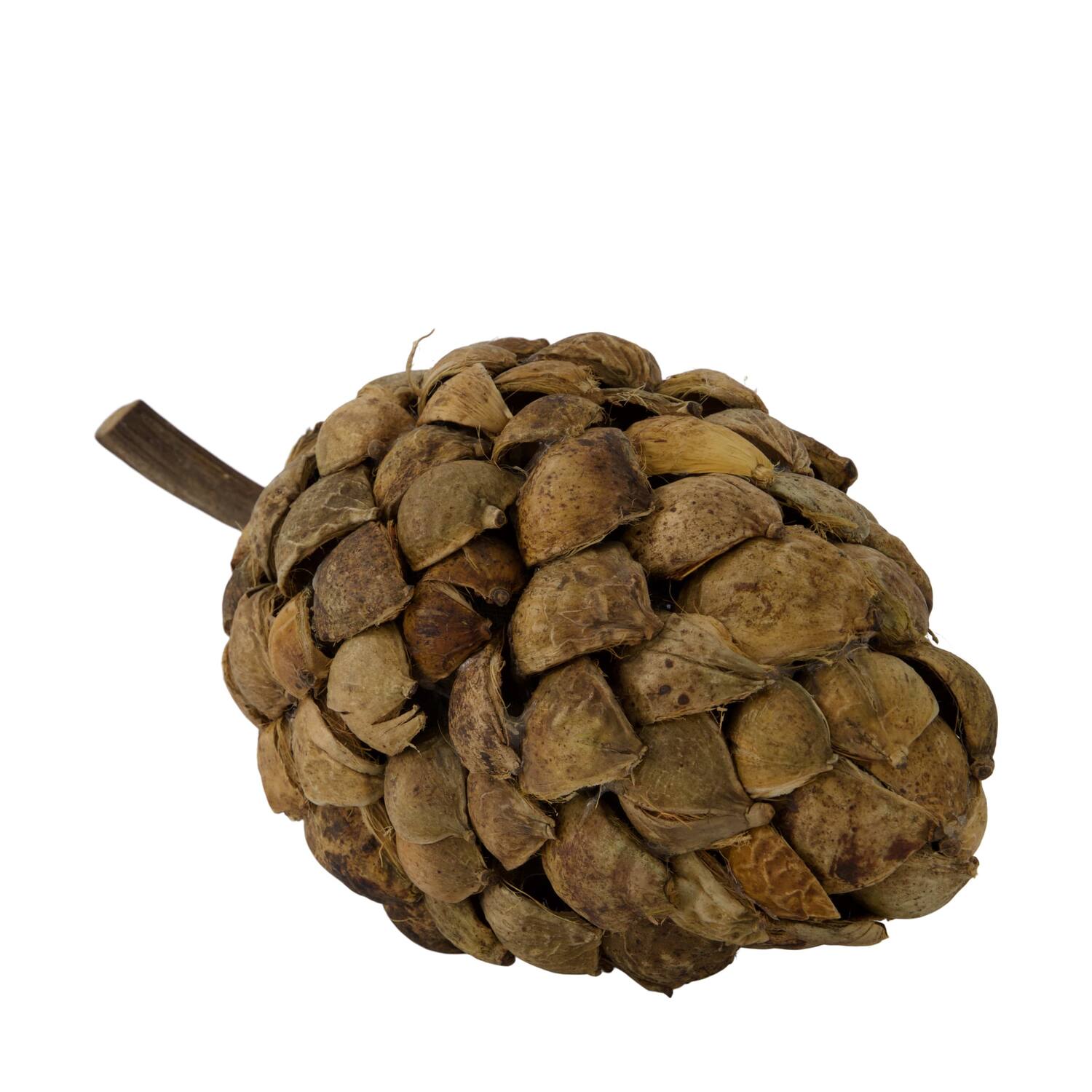 Stick betal pod dino cone nature 28x13x14cm - Natural