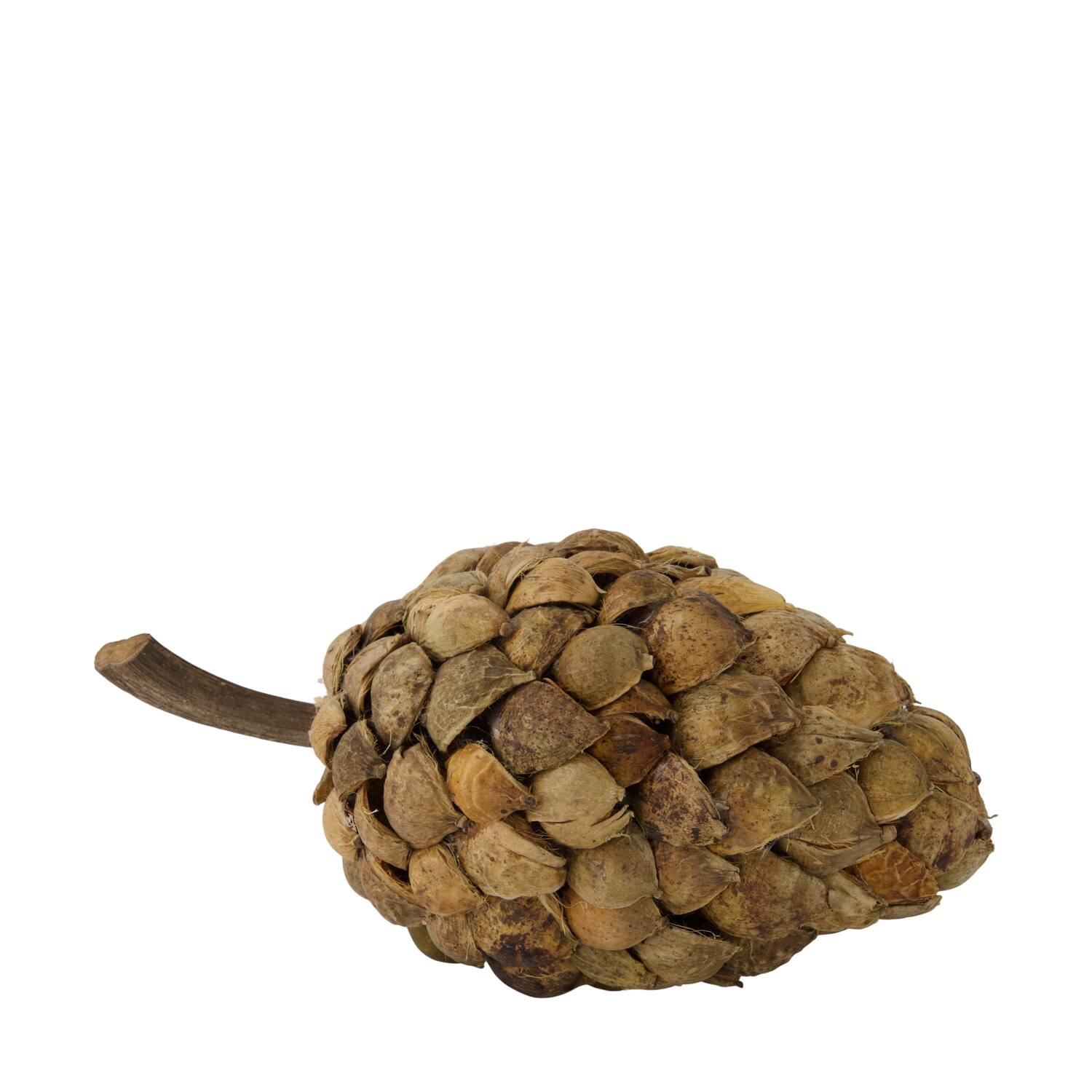 Stick betal pod dino cone nature 28x13x14cm - Natural
