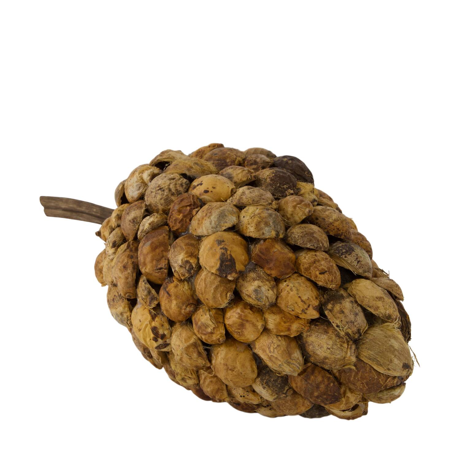 Stick betal pod dino cone nature 40x20x19cm - Natural