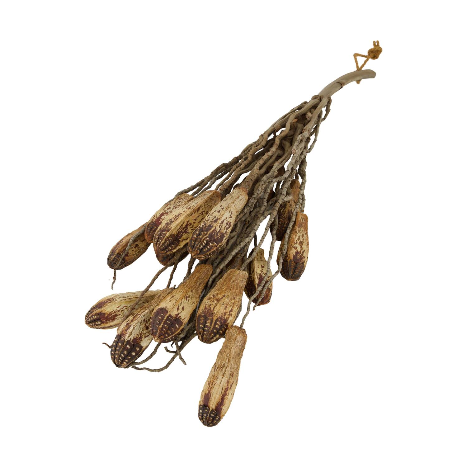 Branch with mahogany coco 65x20x10cm