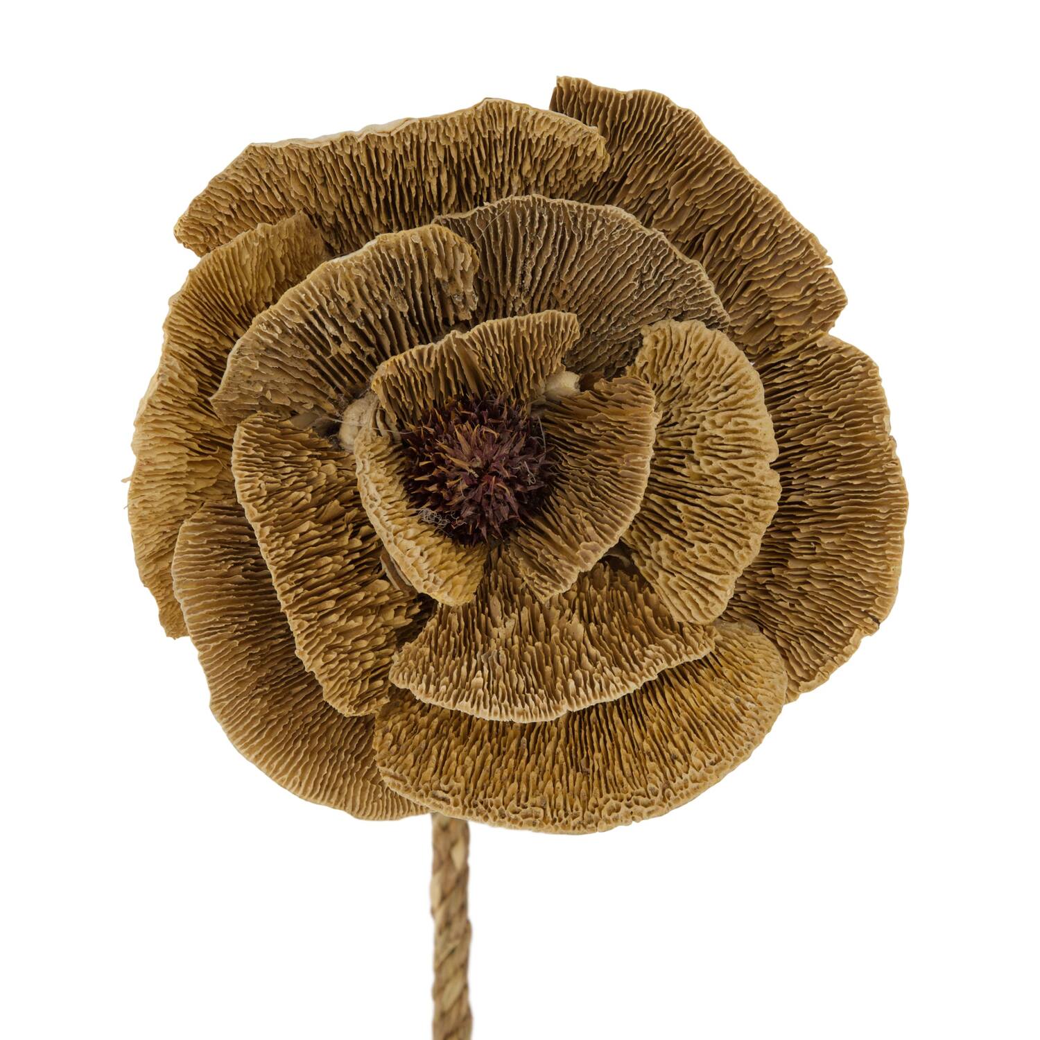 Flower sponge mushroom nature 70x13x18cm - Natural