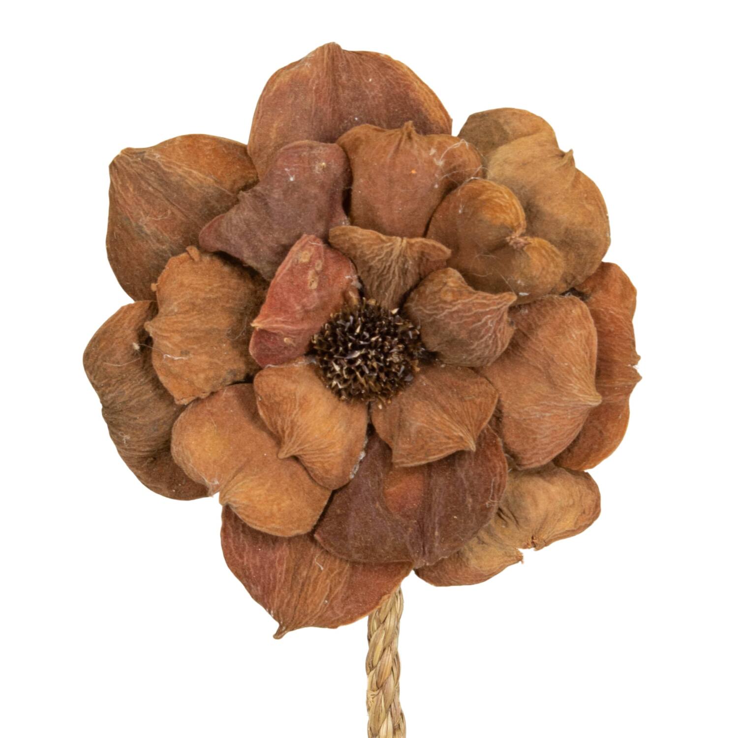 Flower landlotus nature 70x15x15cm - Natural