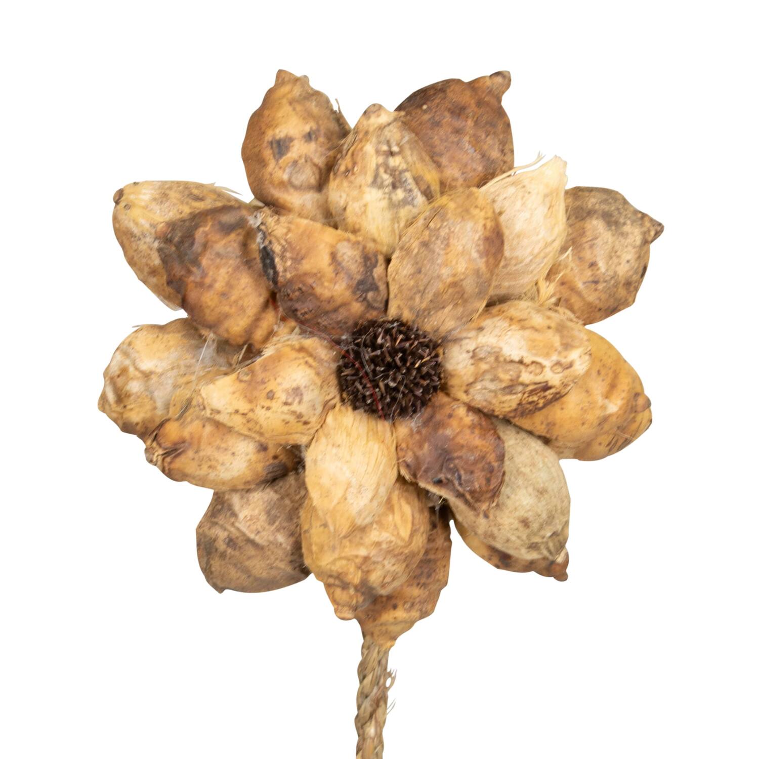 Flower beetal pod nature 70x15x15cm - Natural