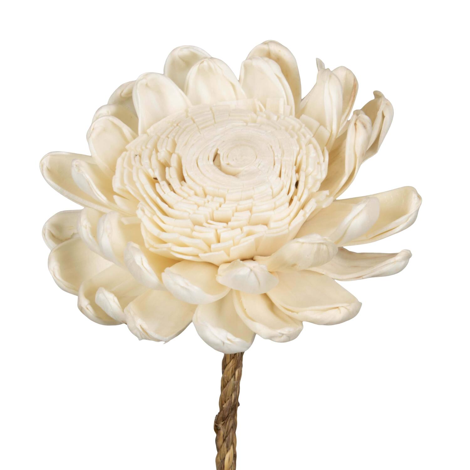 Flower sola new beauty rose kadam centre nature 65x12x12cm - Cream