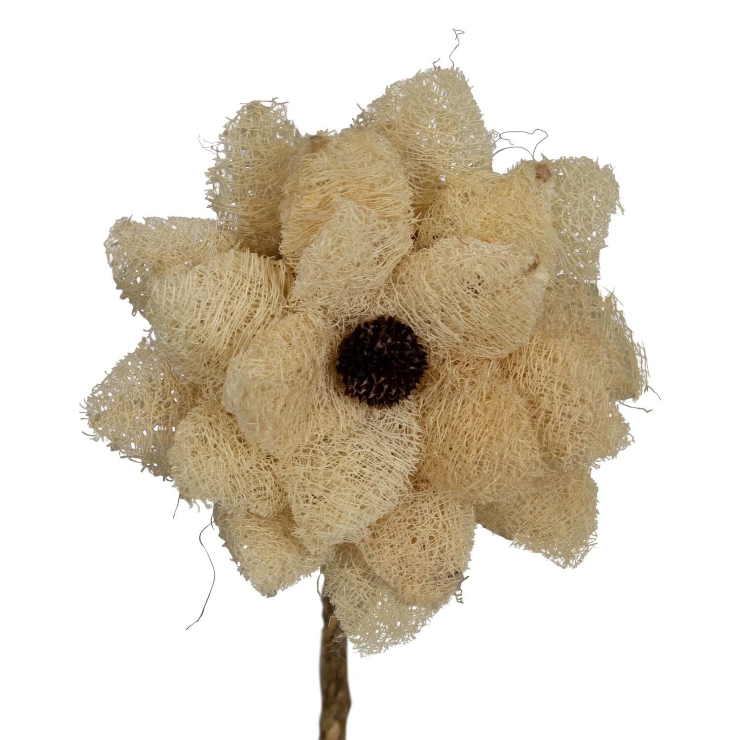 Flower luffa nature 75x15x15cm