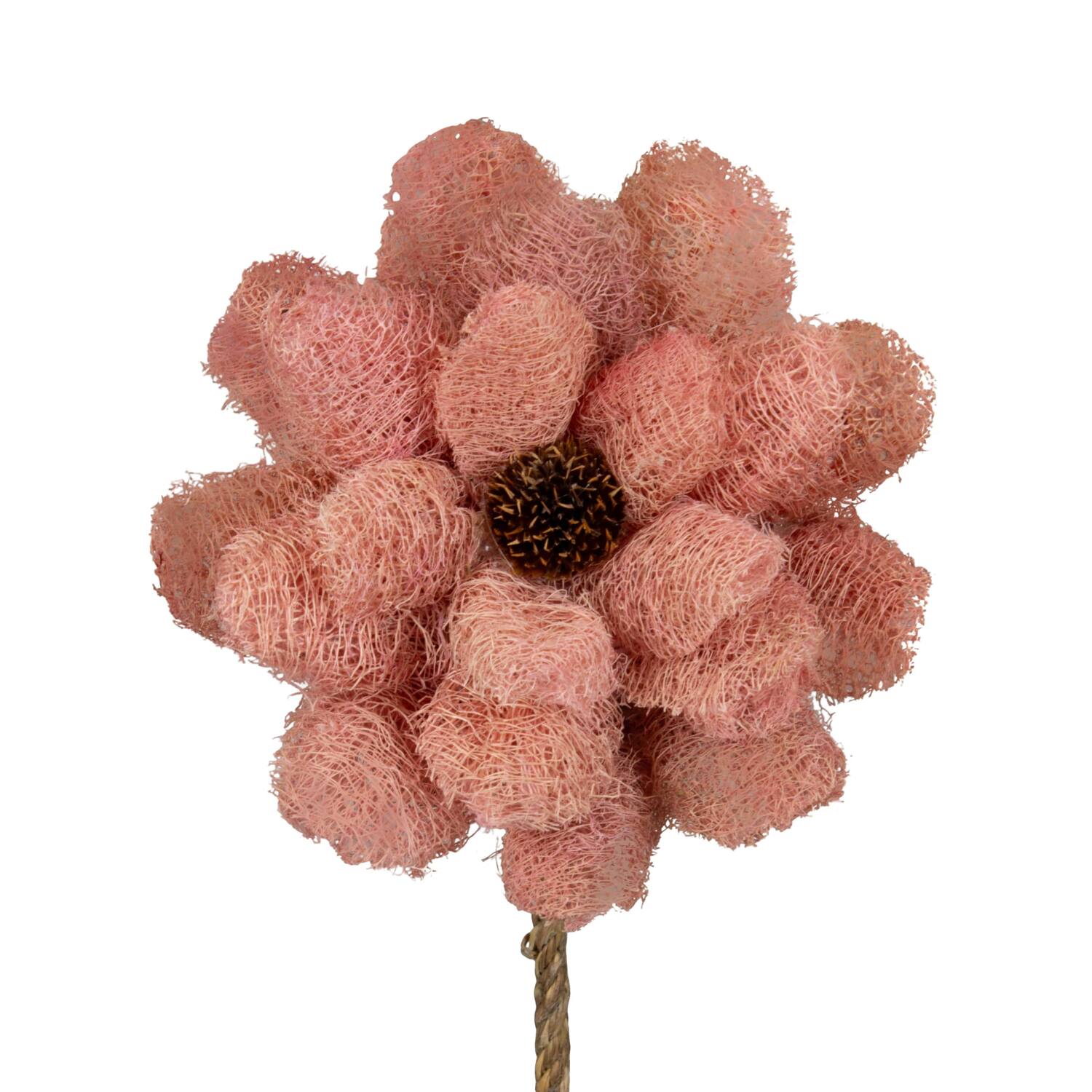 Flower luffa nature 75x15x15cm - Pink