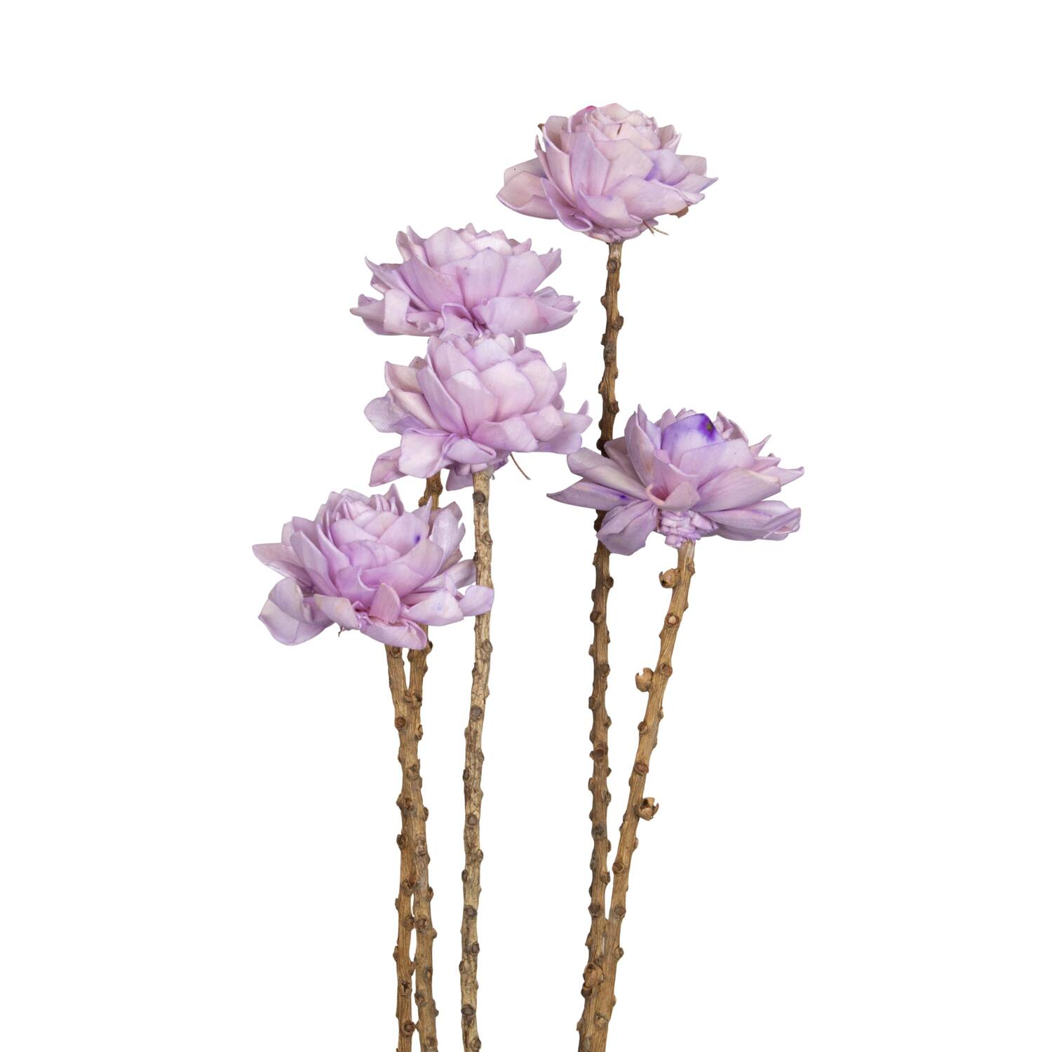 Flower sola dahlia coco 55x6x6cm 5pc - Purple