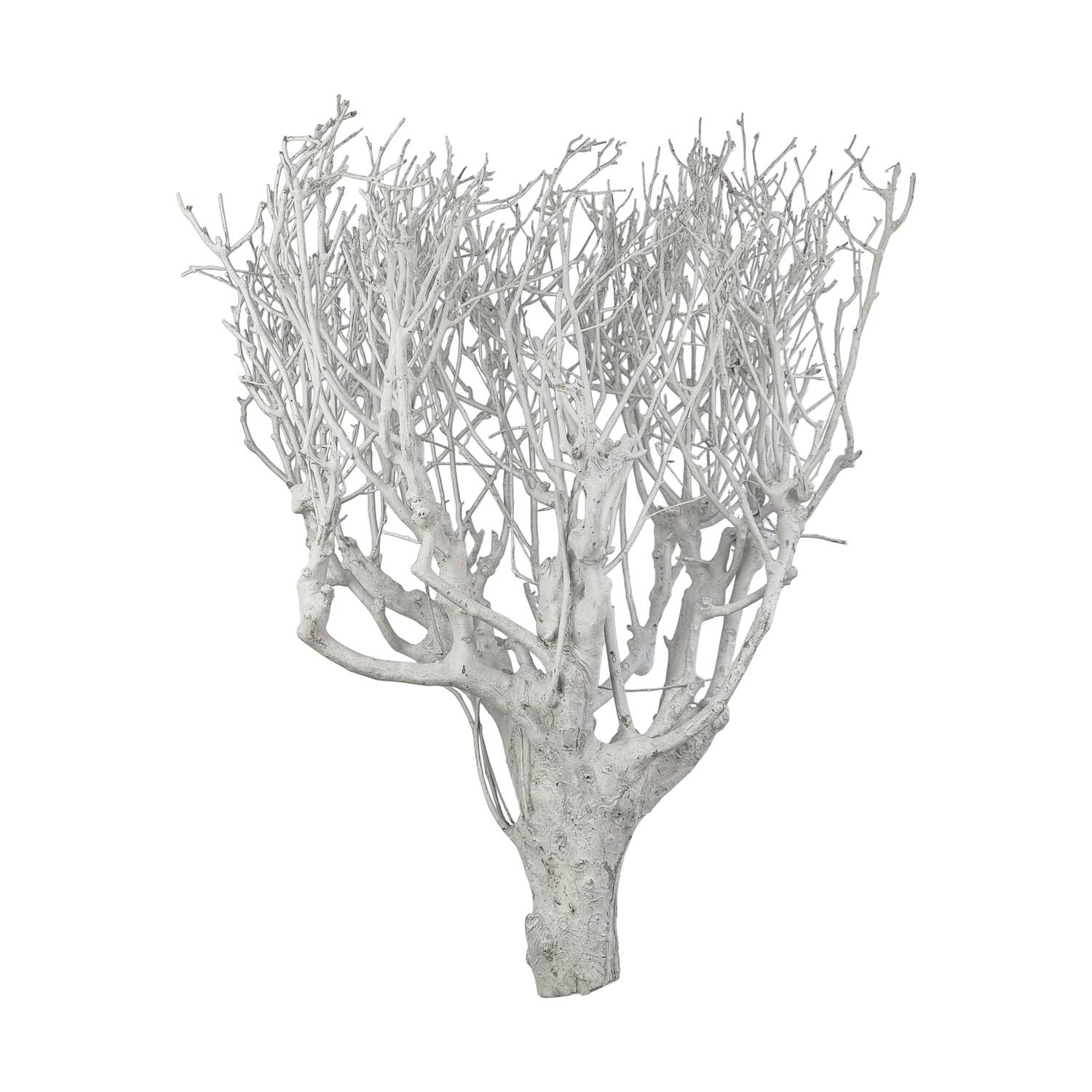 Branch tea bush giant nature 100x9x5cm