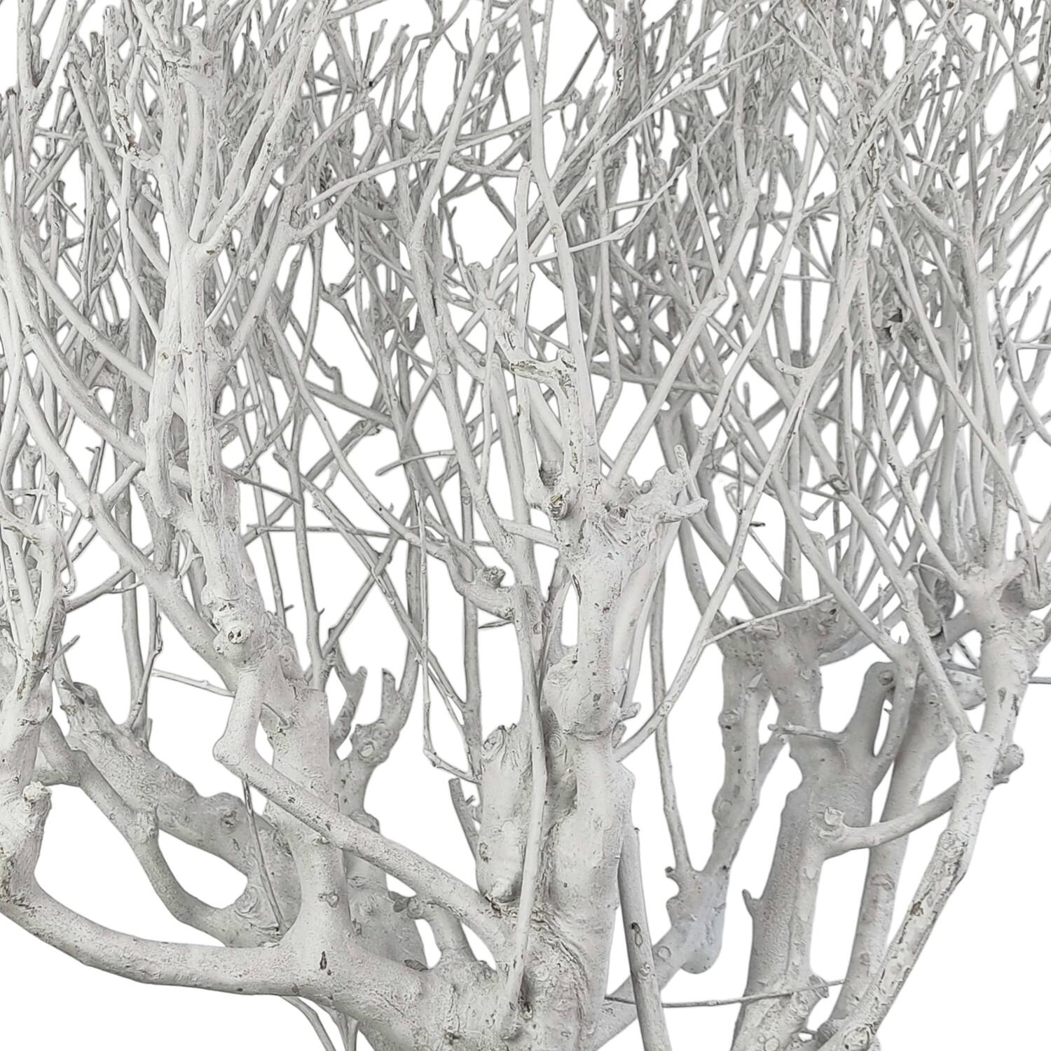 Branch tea bush giant nature 100x9x5cm