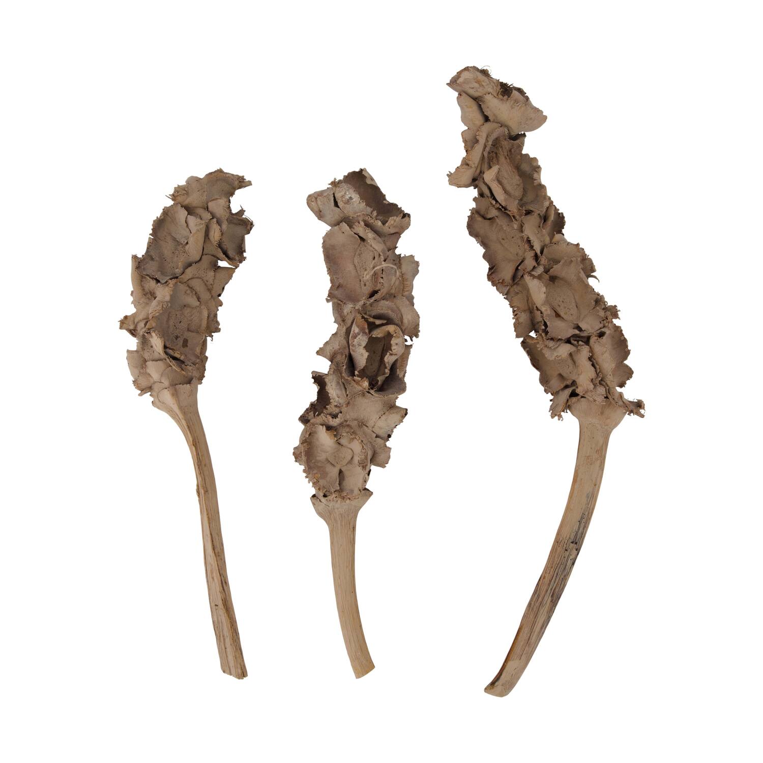 Stick palm female bundle with vizy rope nature 11x5x30cm - Cream