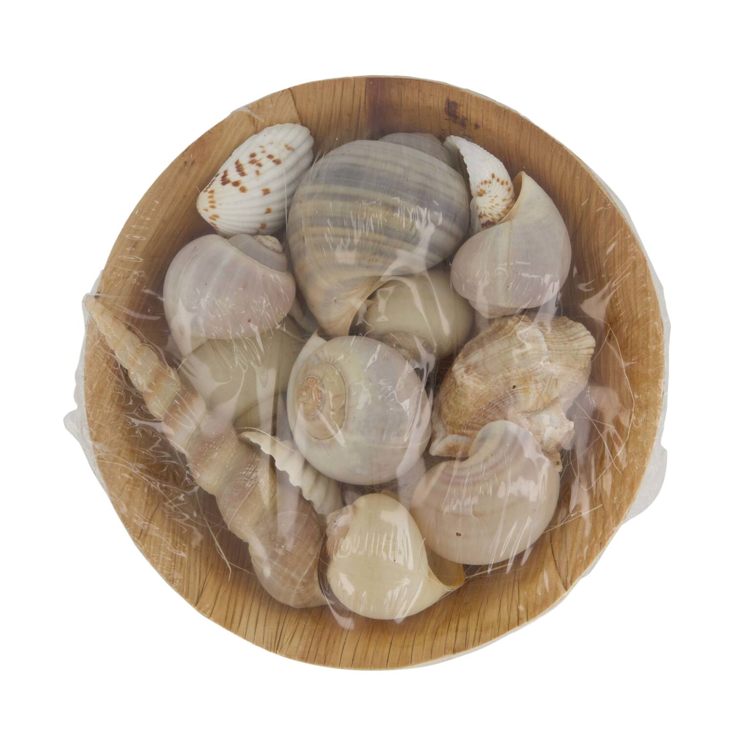 Shell in round bowl nature 13x13x5cm 90gr