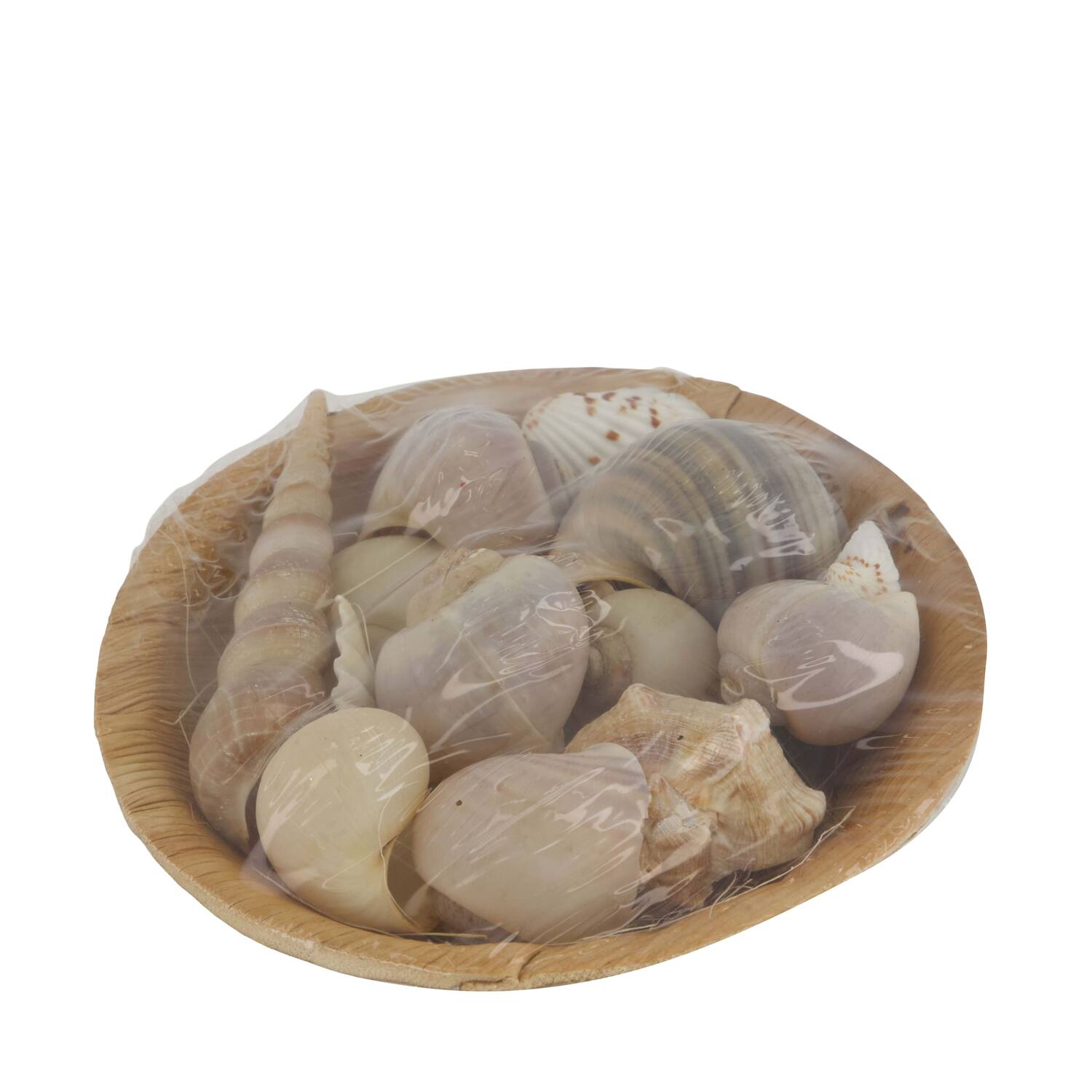 Shell in round bowl nature 13x13x5cm 90gr
