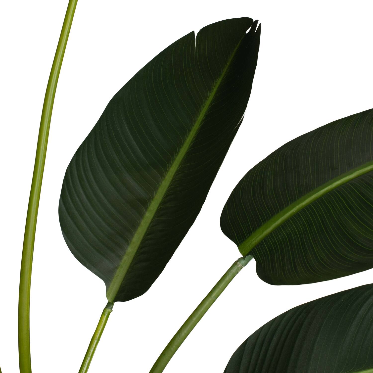 Plant strelitzia artificial 120x100x235cm KD - Green