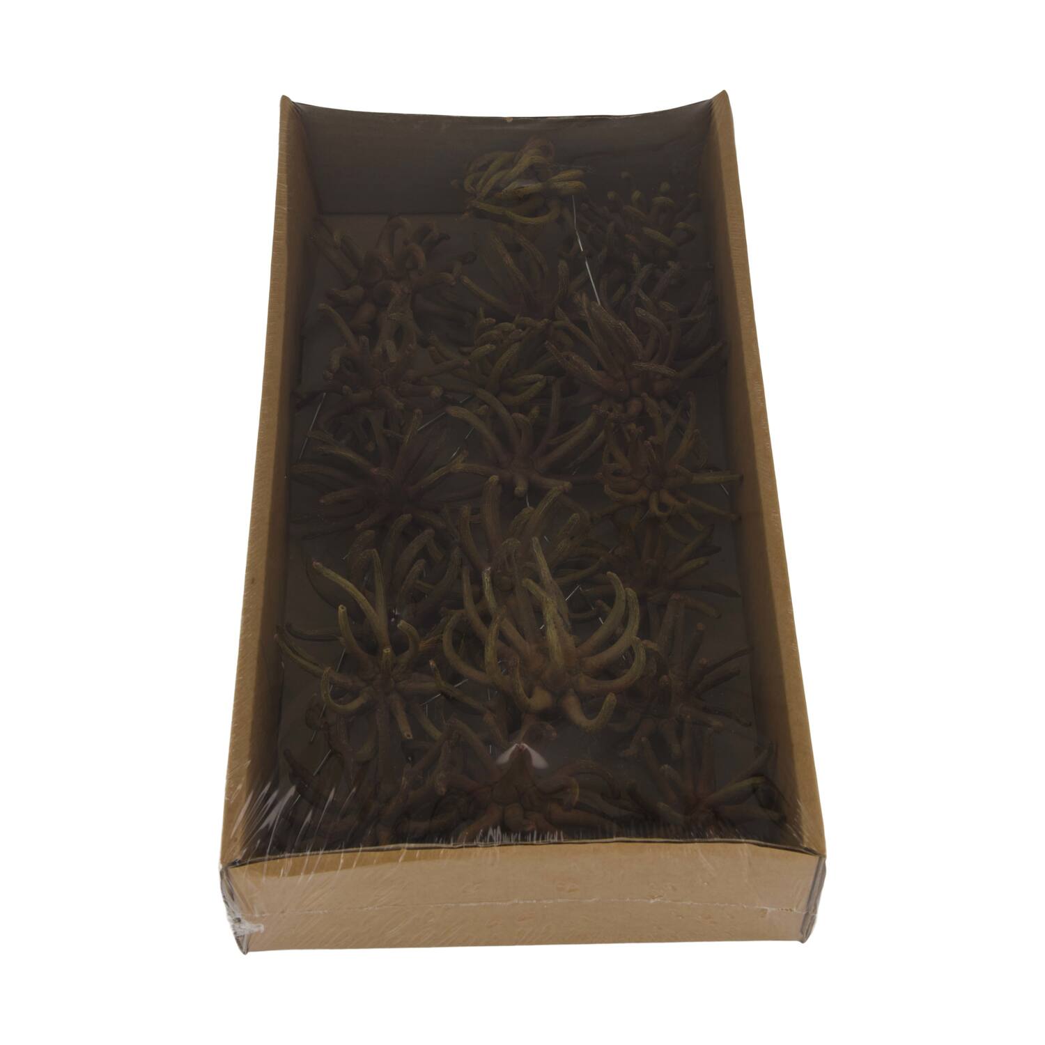 Spidergum claws on wire stem 20pc in tray 36x20x5cm - Natural