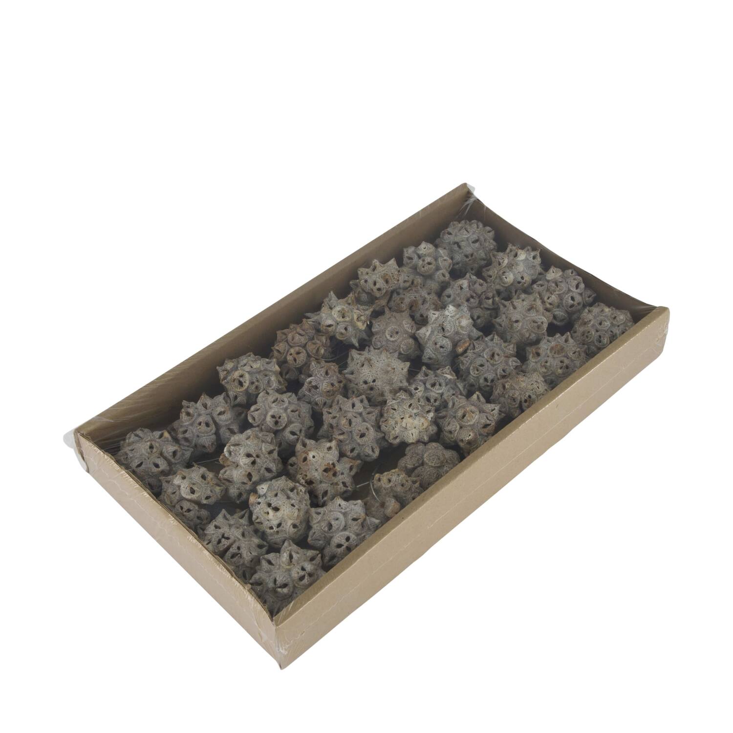 Spidergum knobs on wire stem 35pc in tray 36x20x5cm - White