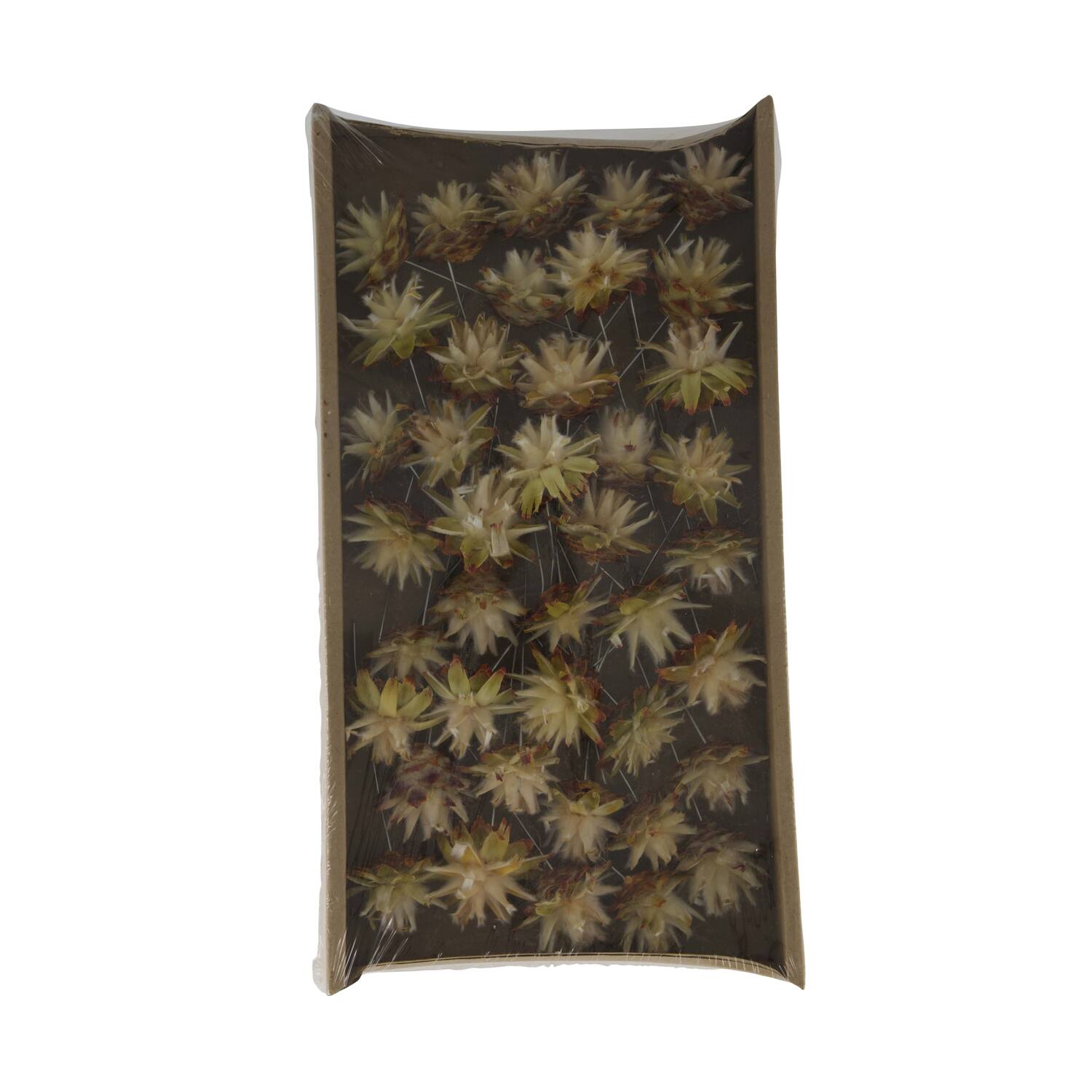Plumosum on wire stem 40pc in tray 36x20x5cm