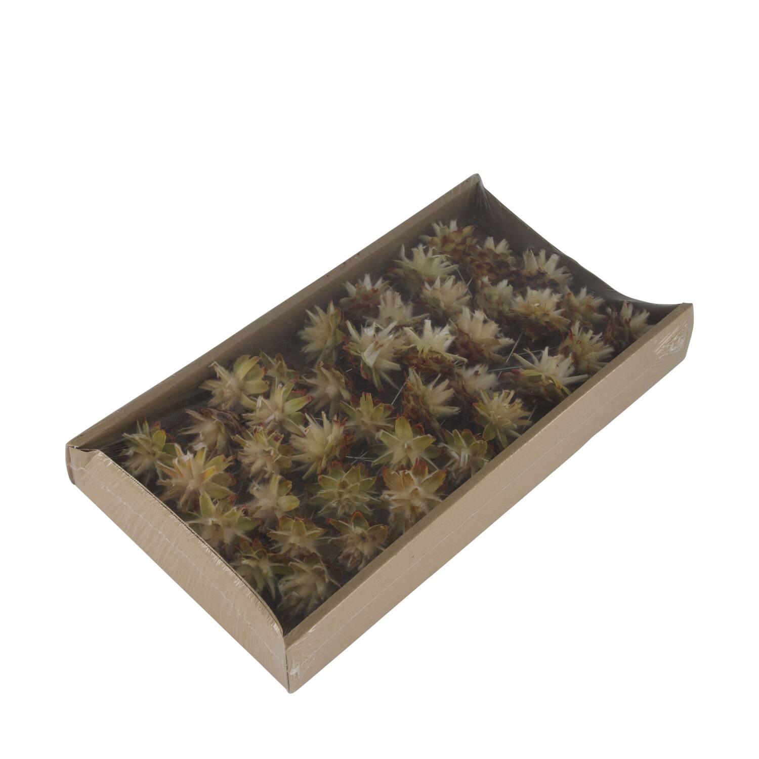 Plumosum on wire stem 40pc in tray 36x20x5cm