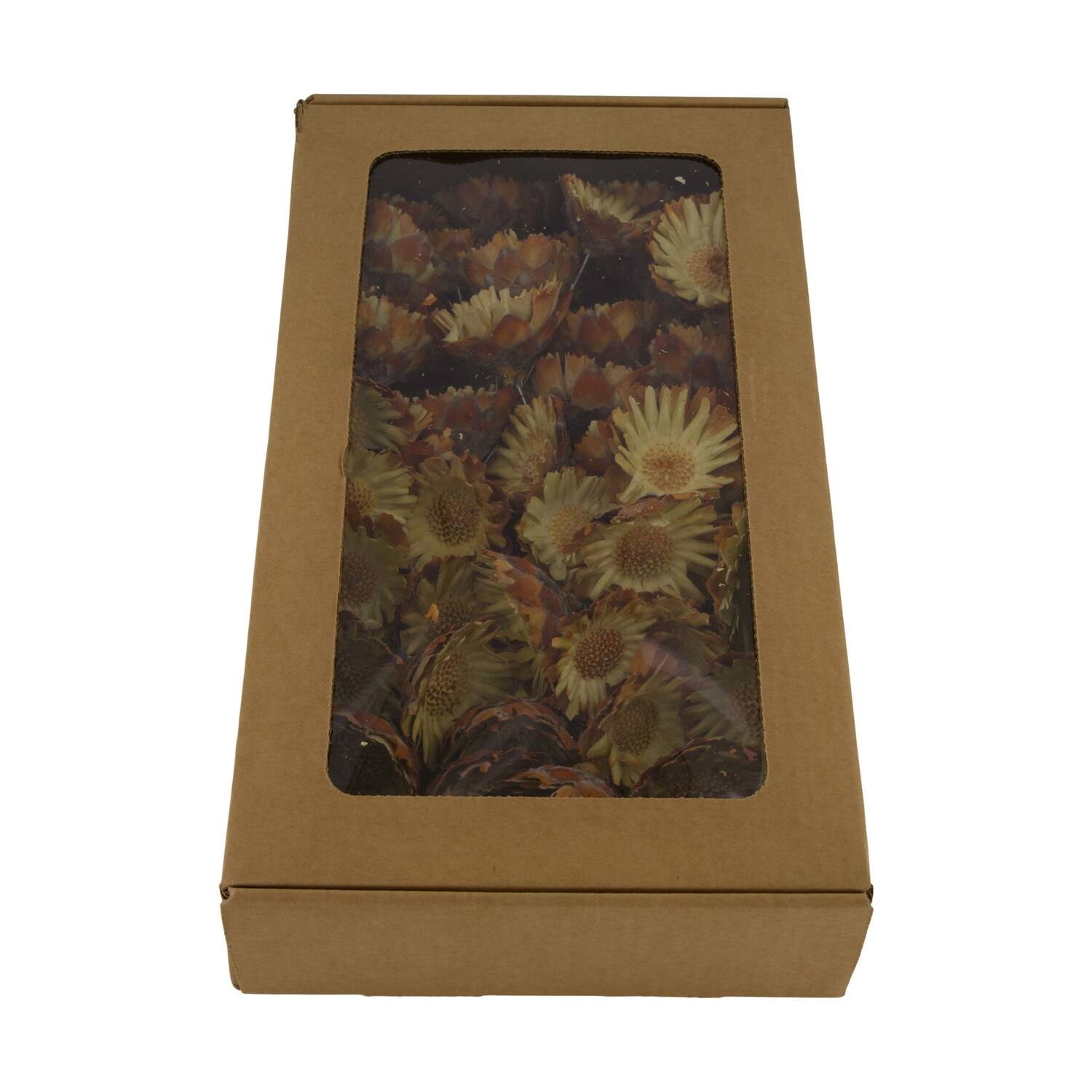 Protea compacta flats on wire stem 50pc in tray 36x20x7cm