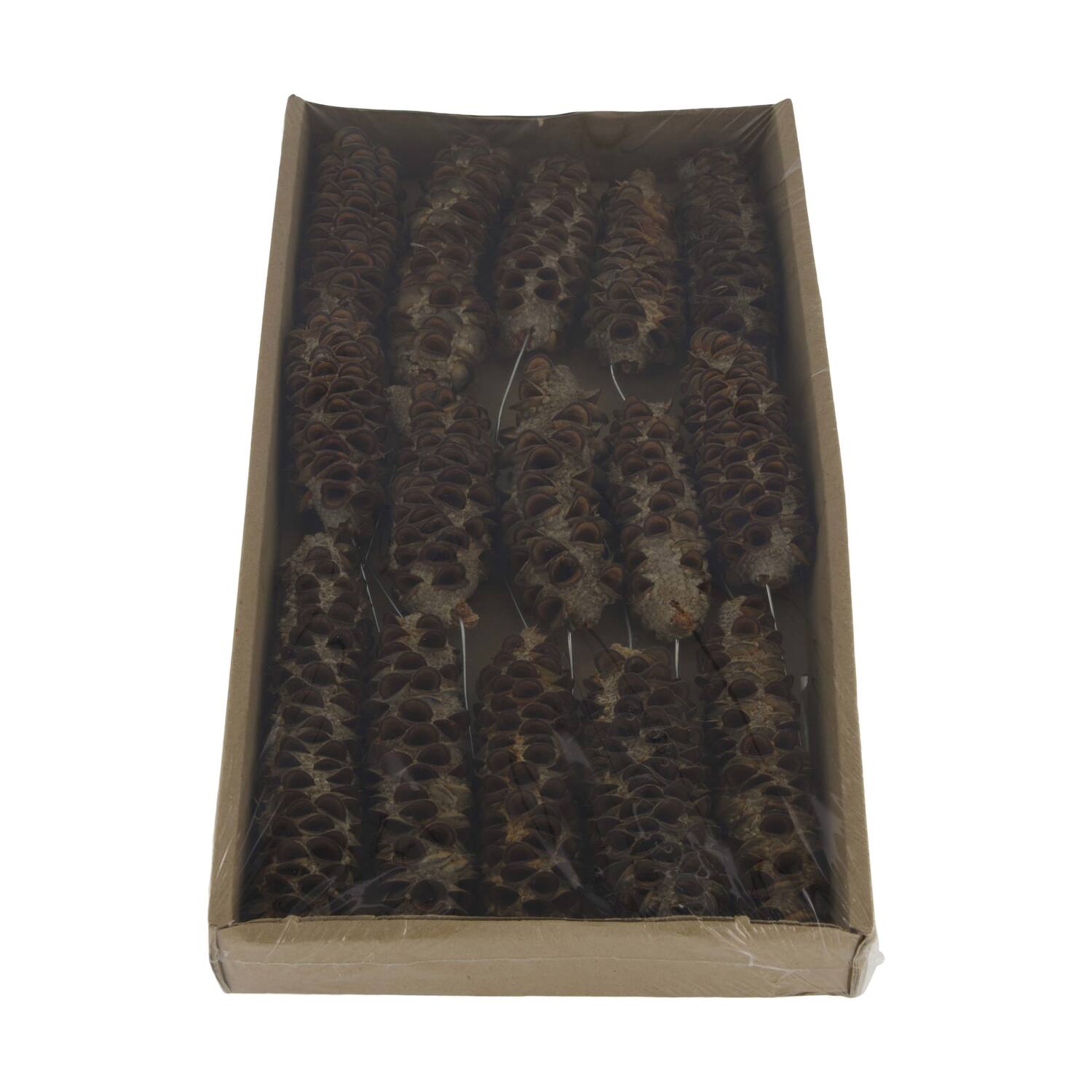 Mealy pod on wire stem 15pc in tray 36x20x5cm