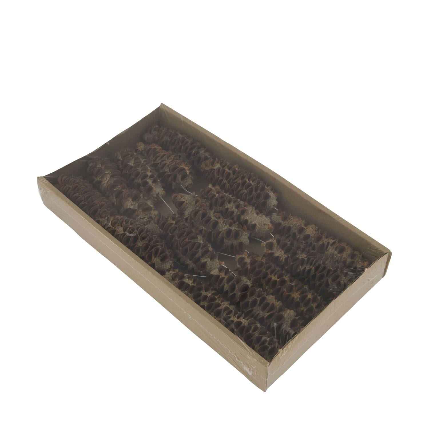 Mealy pod on wire stem 15pc in tray 36x20x5cm
