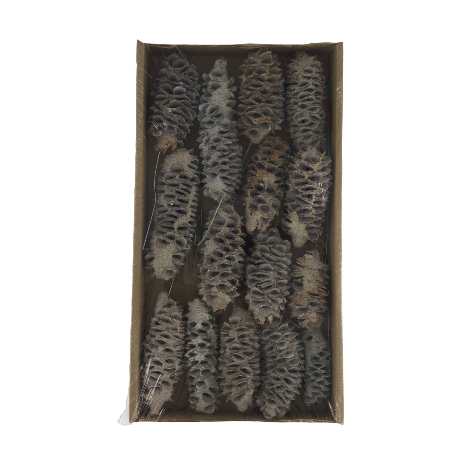 Mealy pod on wire stem 15pc in tray 36x20x5cm - White