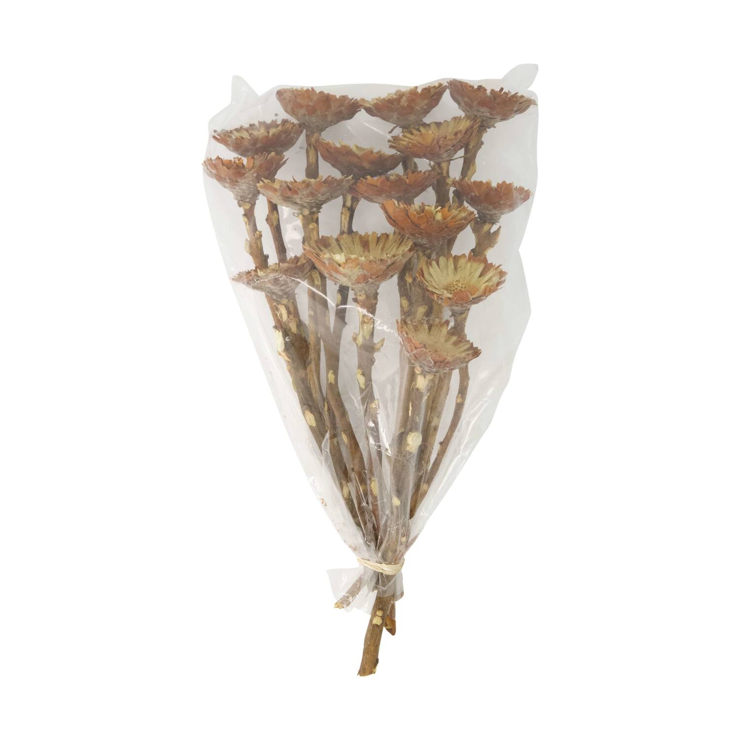 Protea compacta flats 15pc 37x20x10cm - Natural