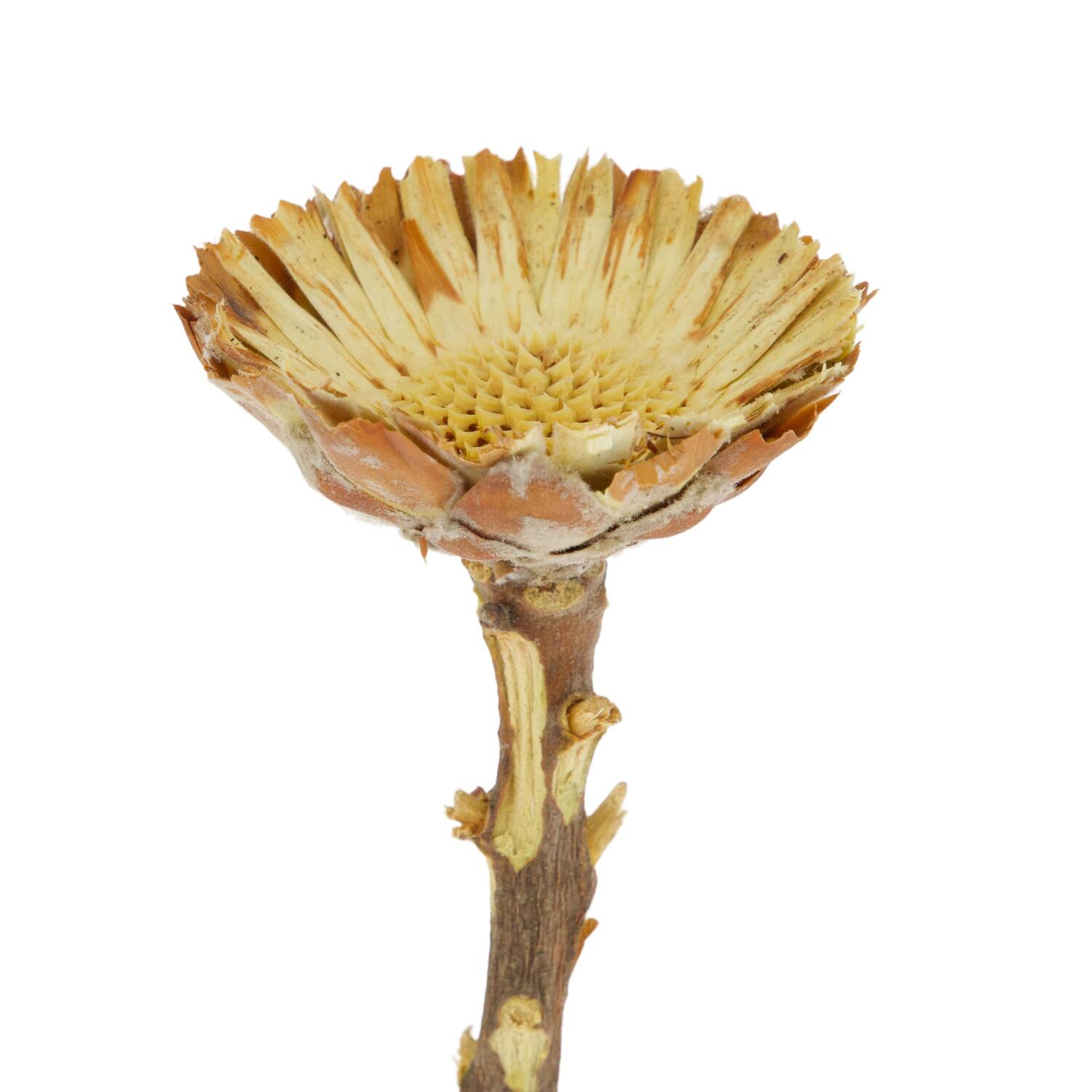 Protea compacta flats 15pc 37x20x10cm - Natural