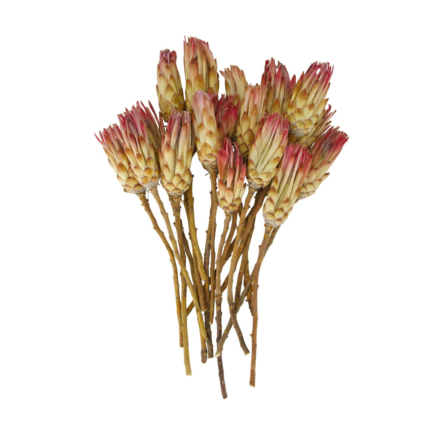 Protea compacta 15pc 37x20x7cm - Pink
