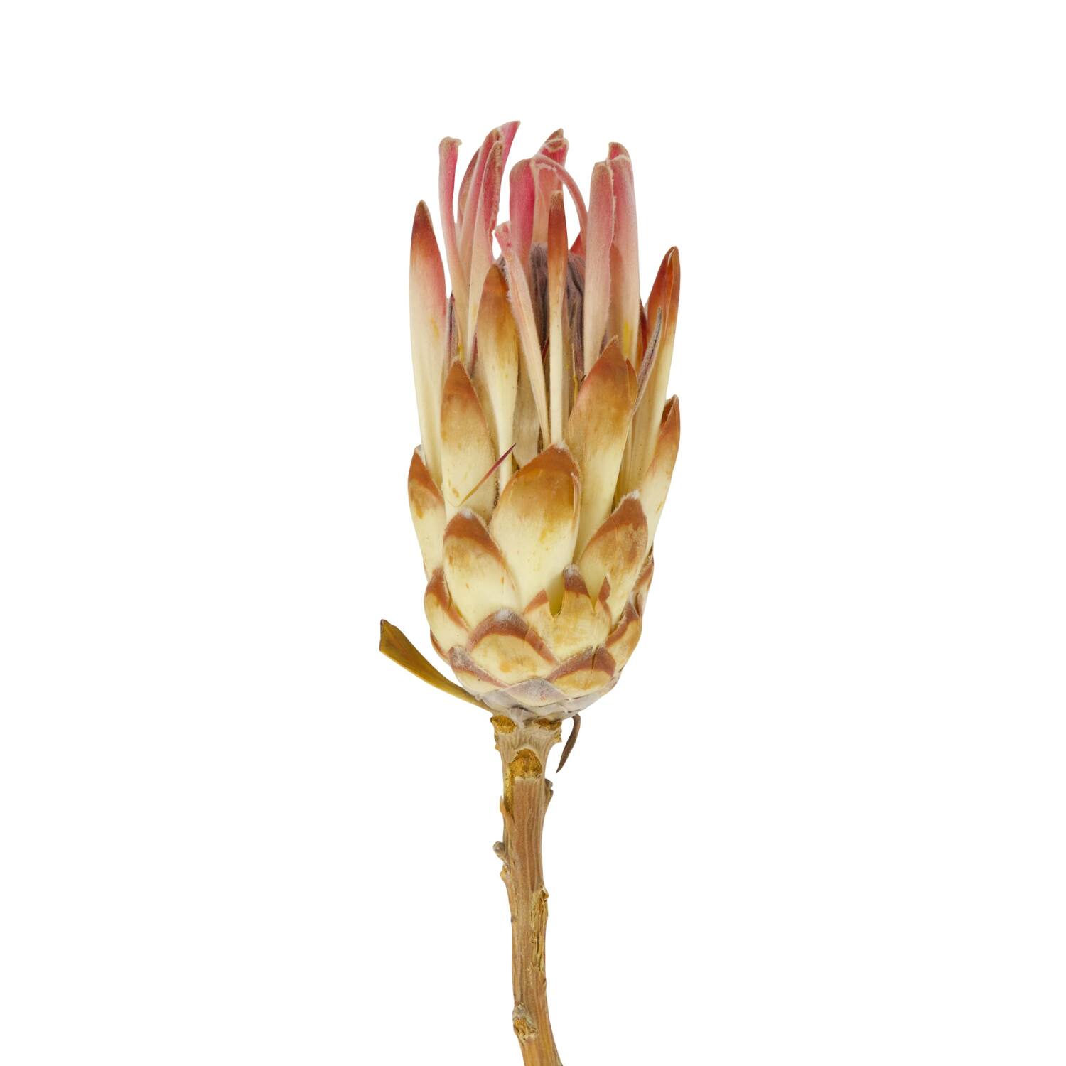 Protea compacta 15pc 37x20x7cm - Pink