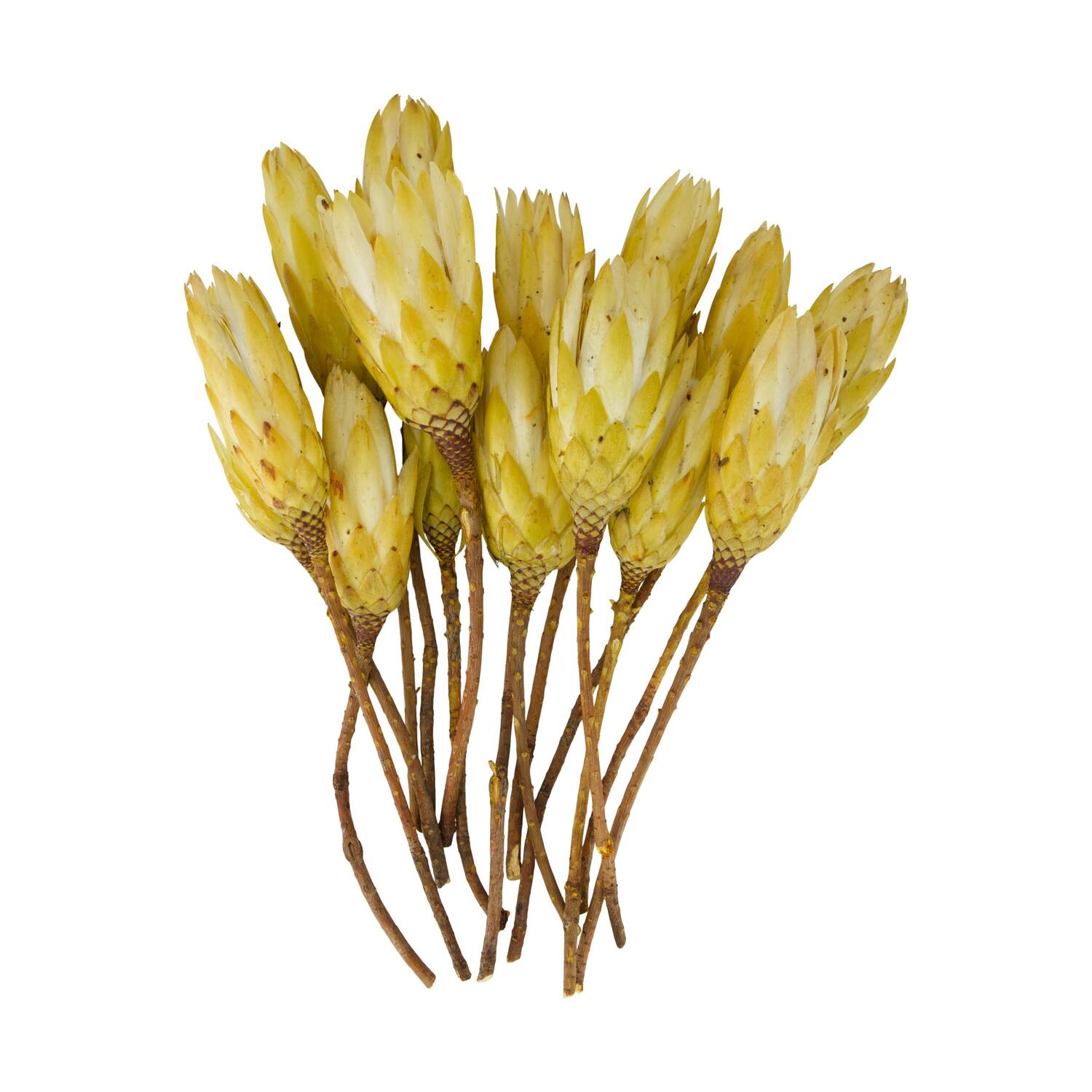 Protea gold cup 15pc 37x20x10cm - Cream
