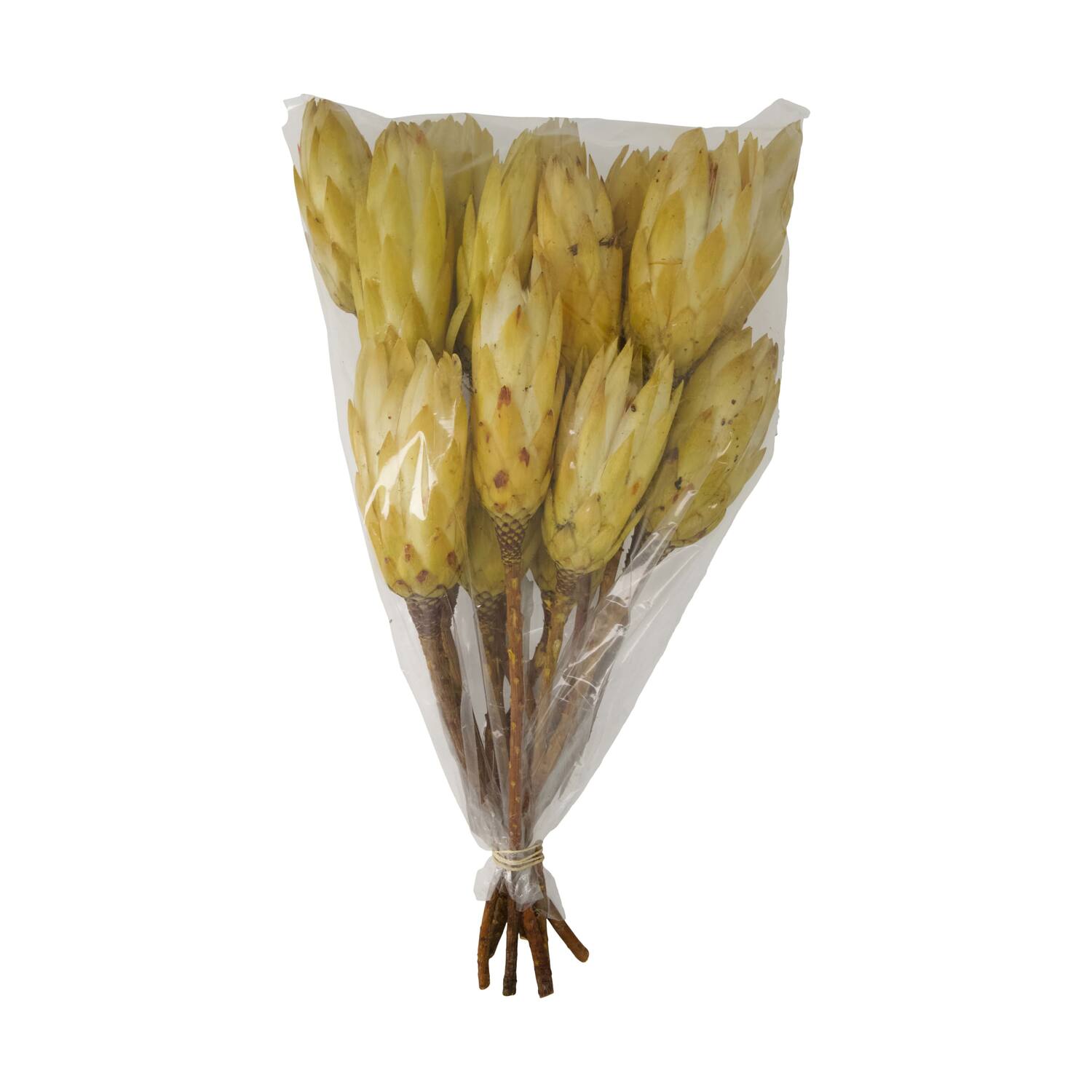 Protea gold cup 15pc 37x20x10cm - Cream